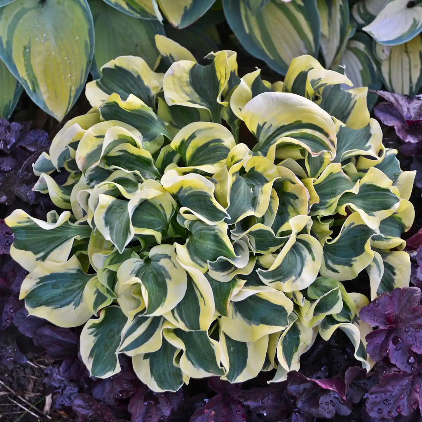 Hosta 'Mini Skirt'