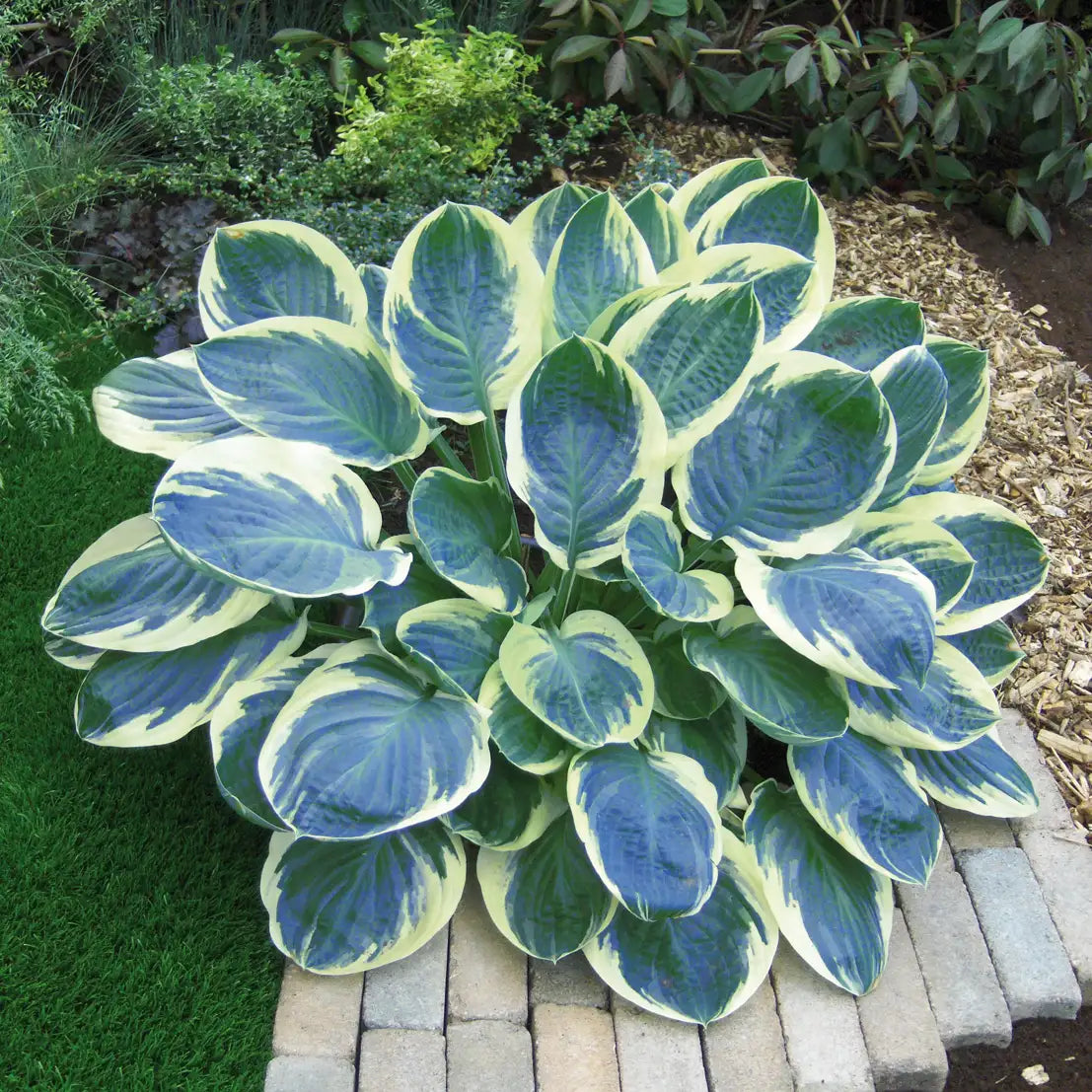 Hosta 'Orion's Belt'