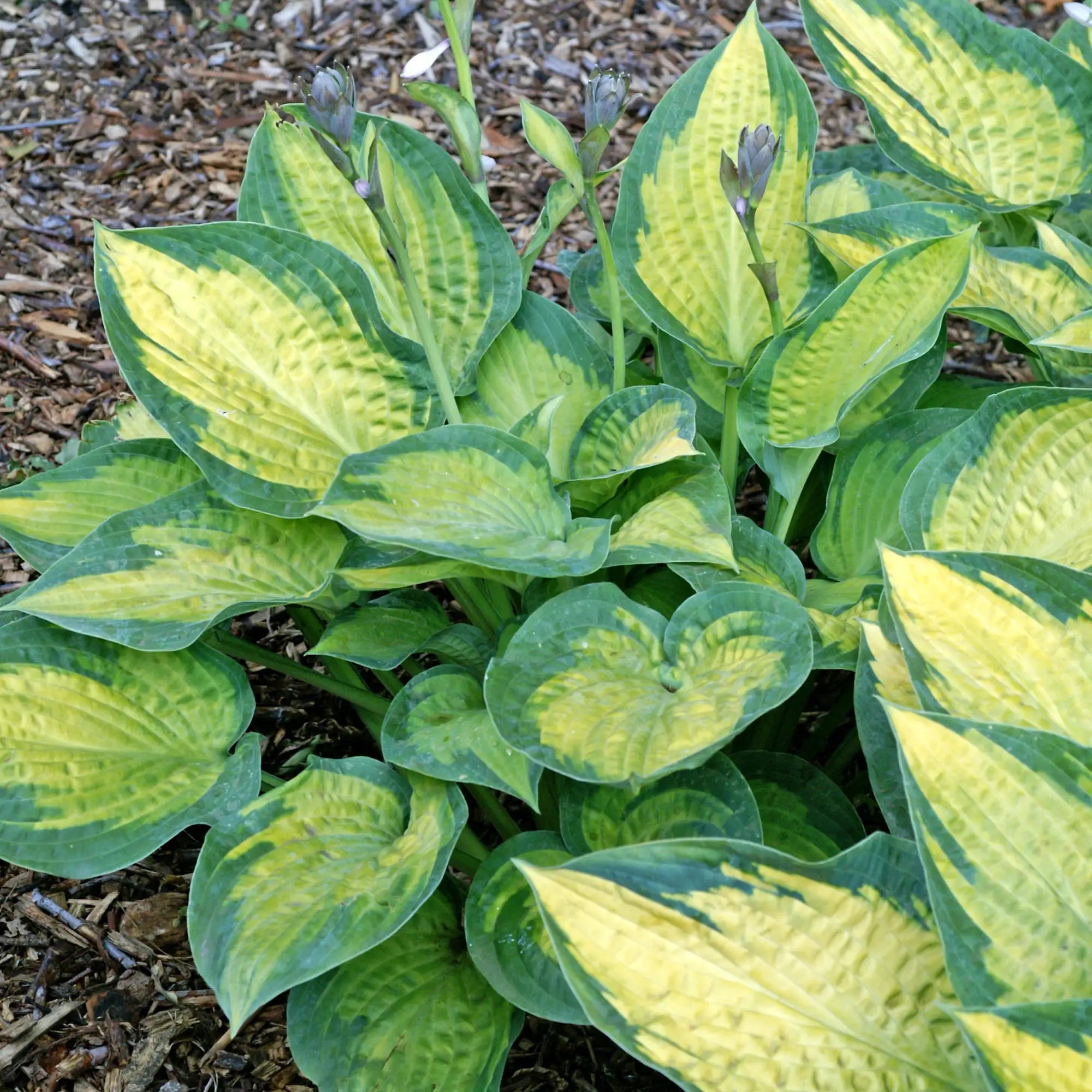 Hosta 'Paul's Glory'