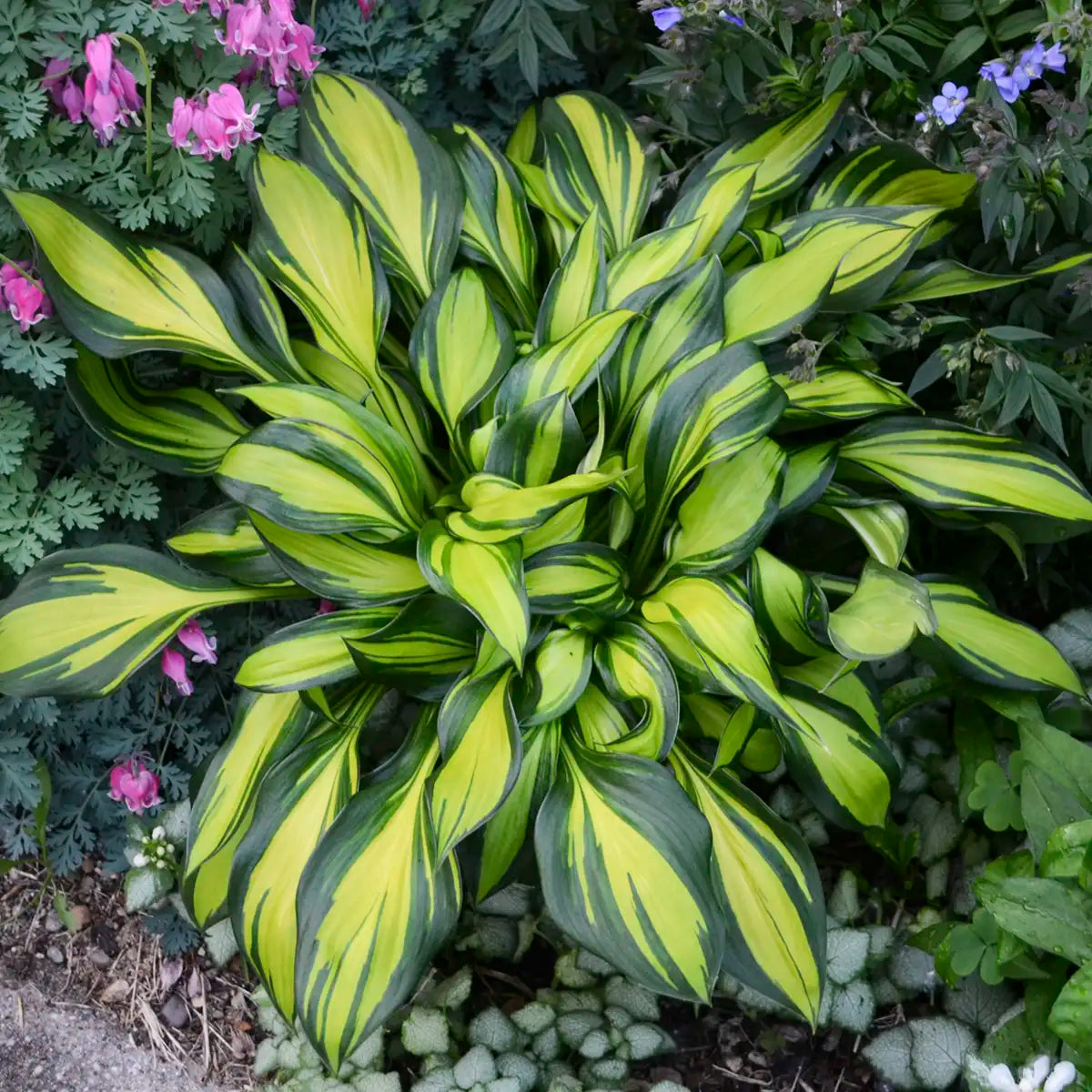Hosta 'Rainbow's End'