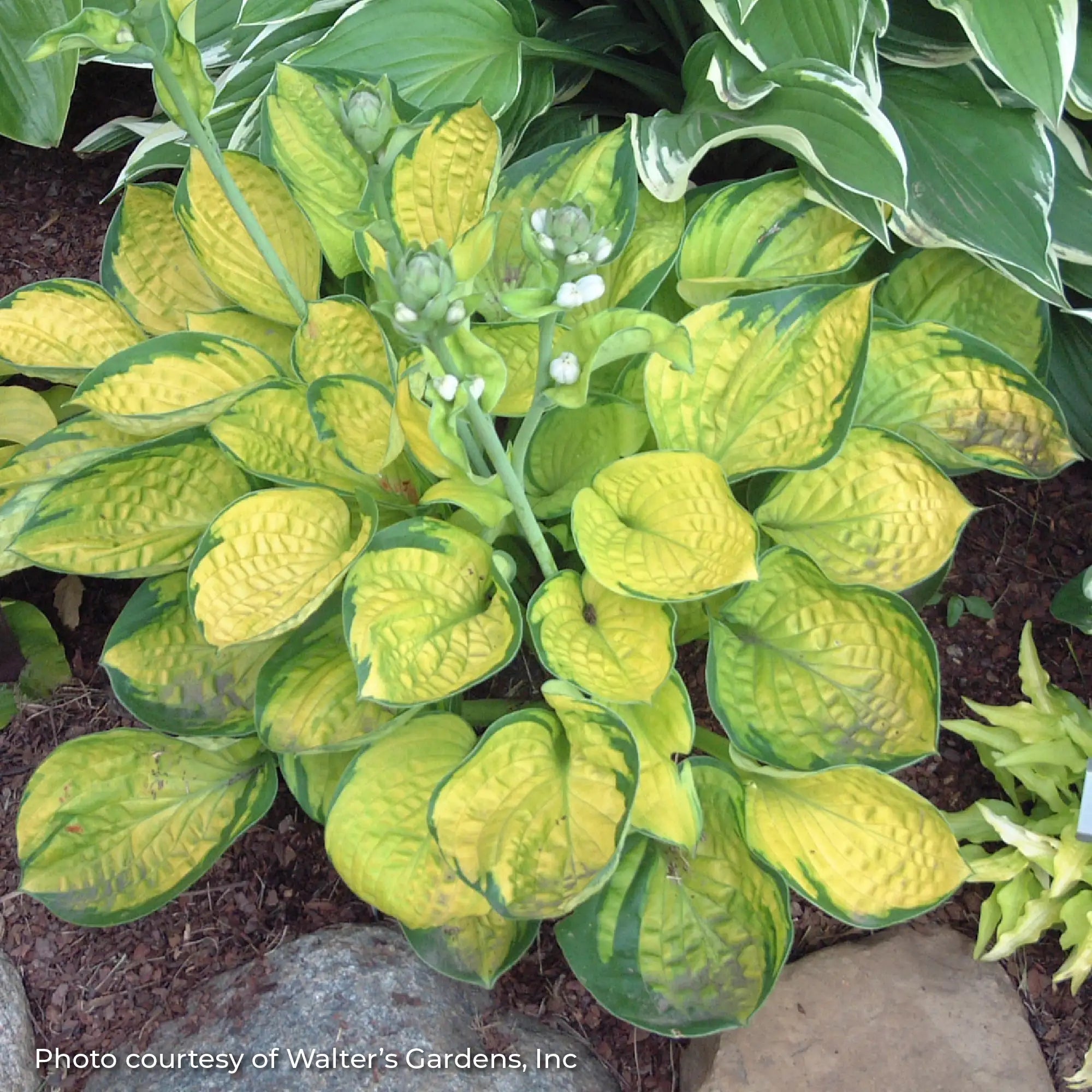 Hosta 'Rainforest Sunrise'