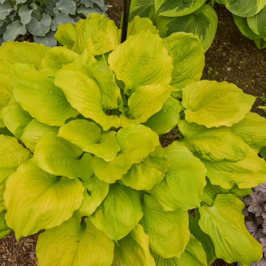 Hosta 'Seasons in the Sun'