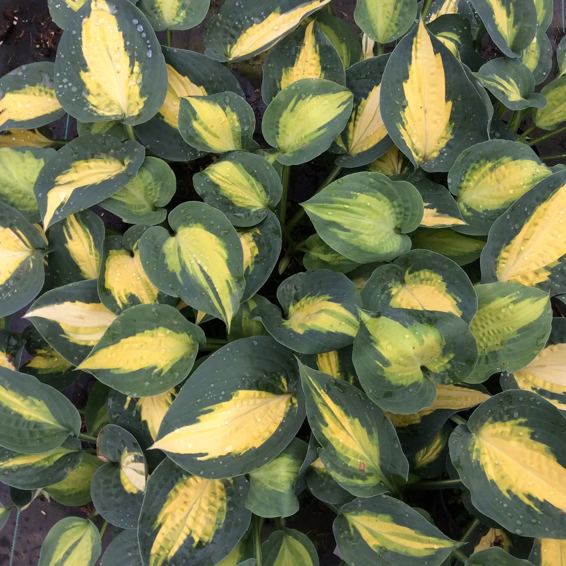 Hosta 'Smash Hit'