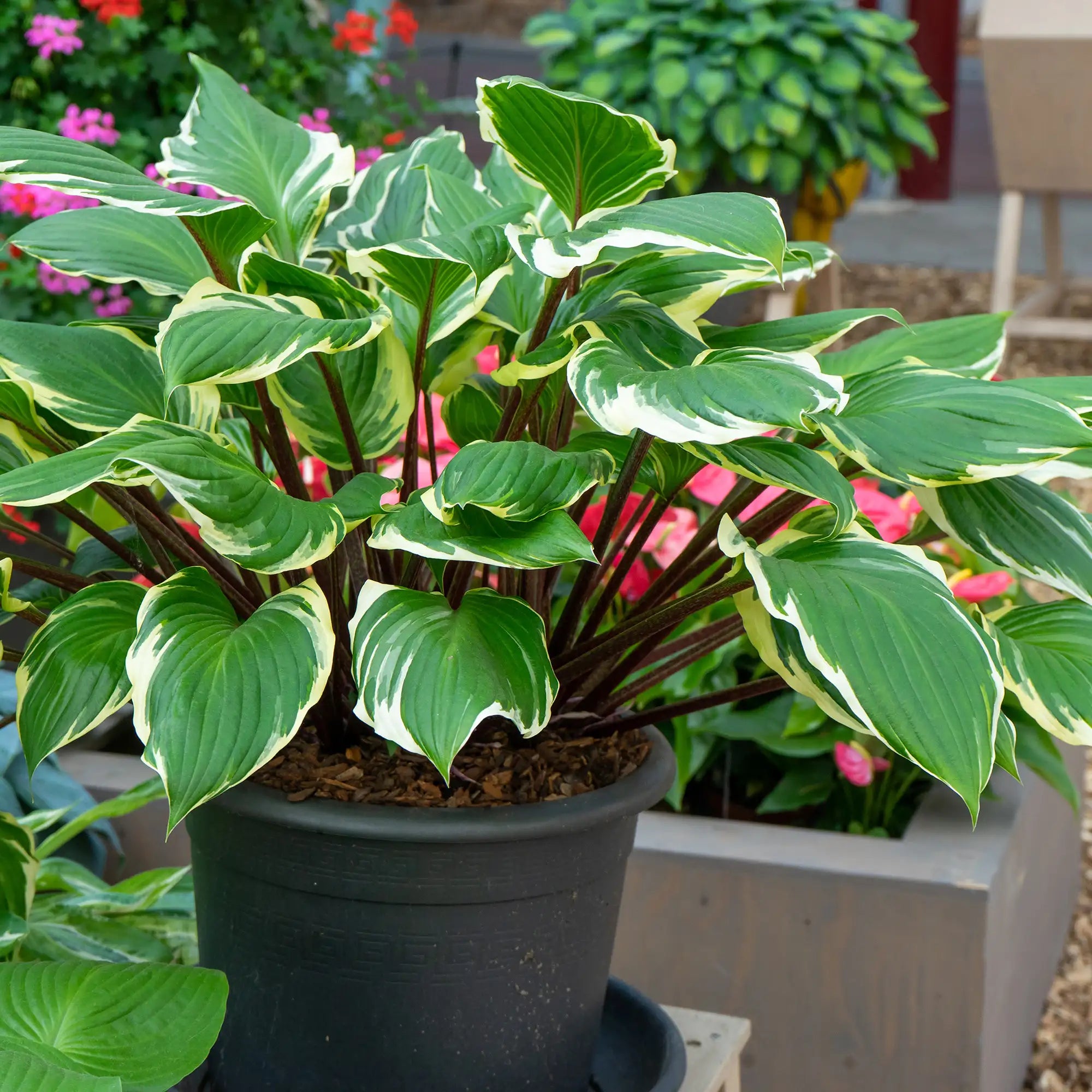 Hosta 'Sorbet'