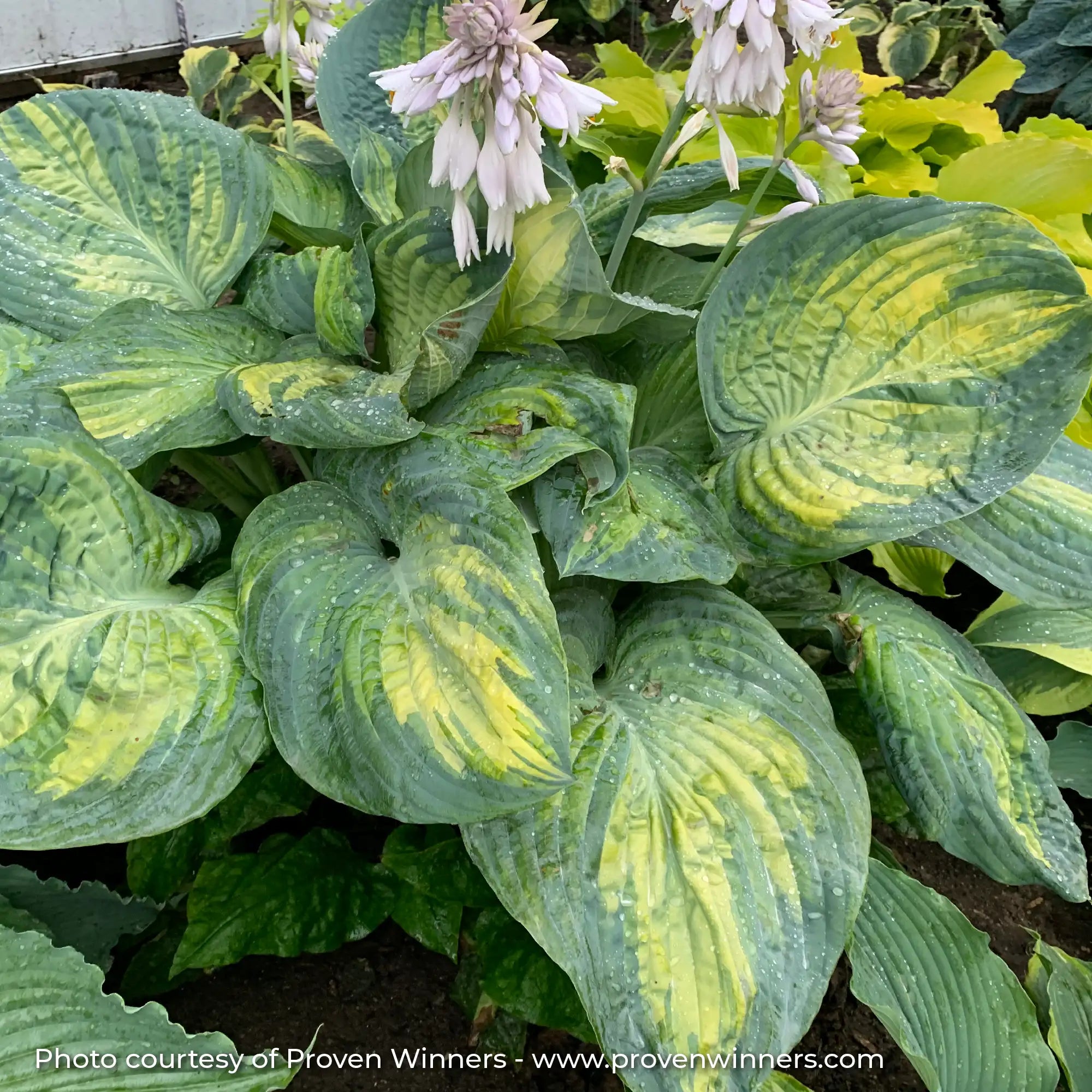 Hosta Shadowland® 'Sound of Music'