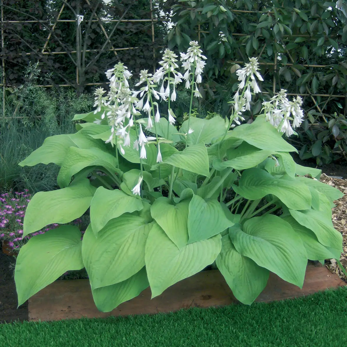Hosta 'T-Rex'