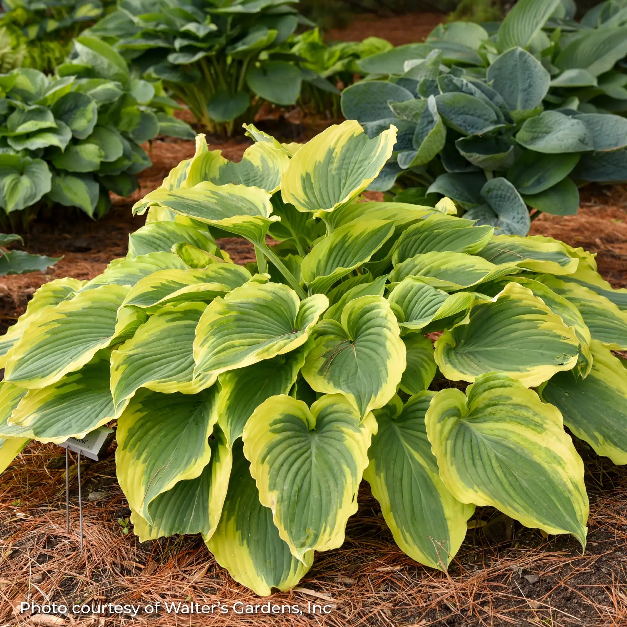 Hosta 'Trendsetter'