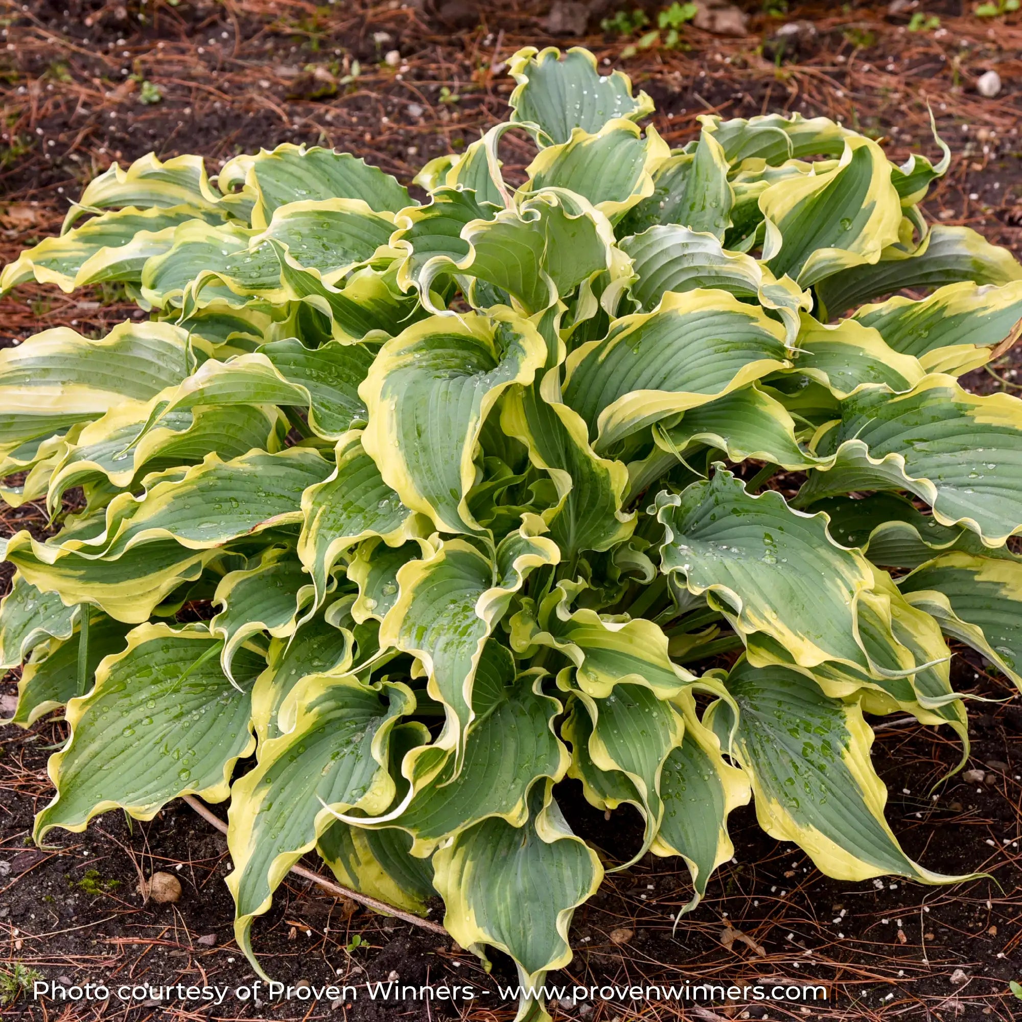 Hosta Shadowland® 'Voices in the Wind'