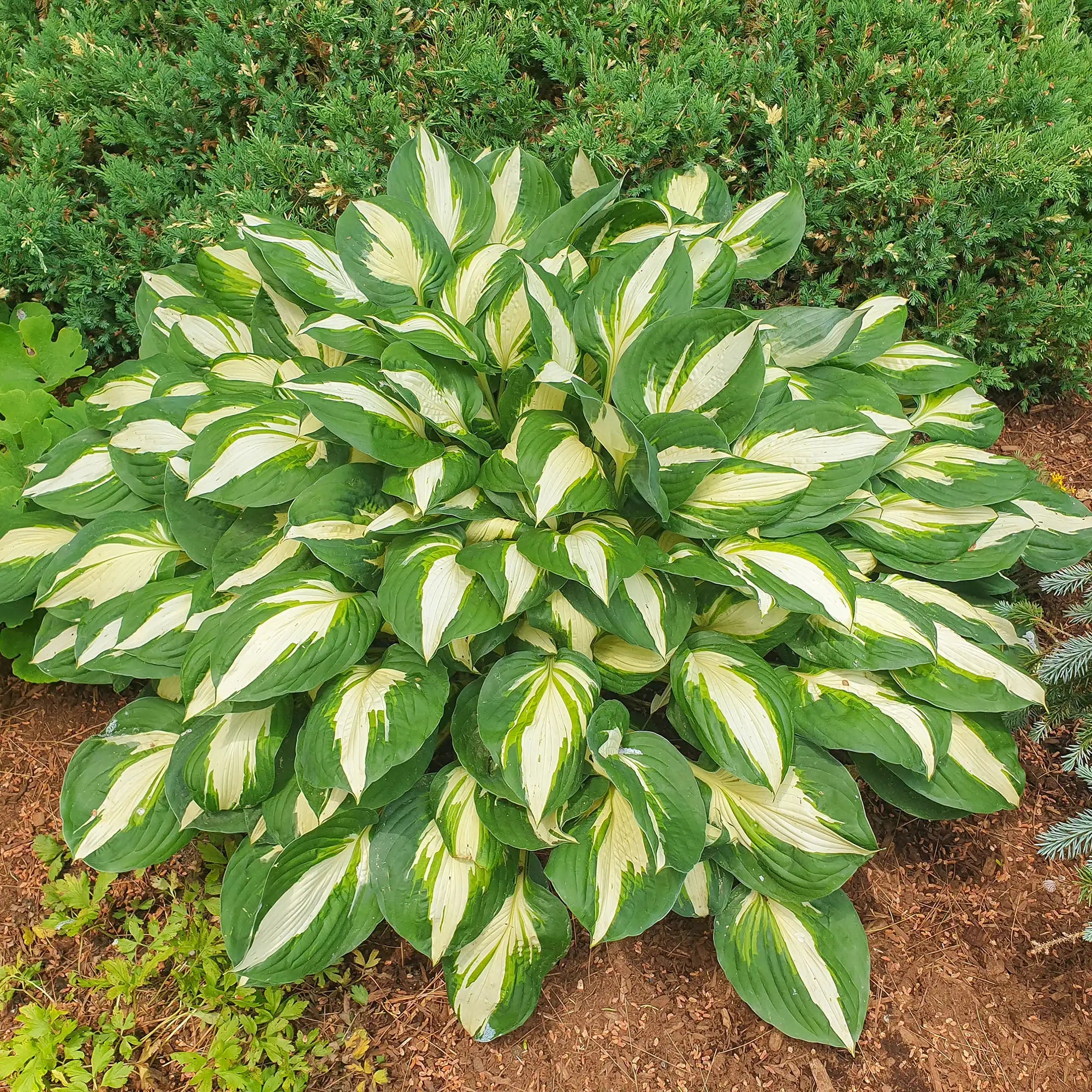 Hosta 'Vulcan'
