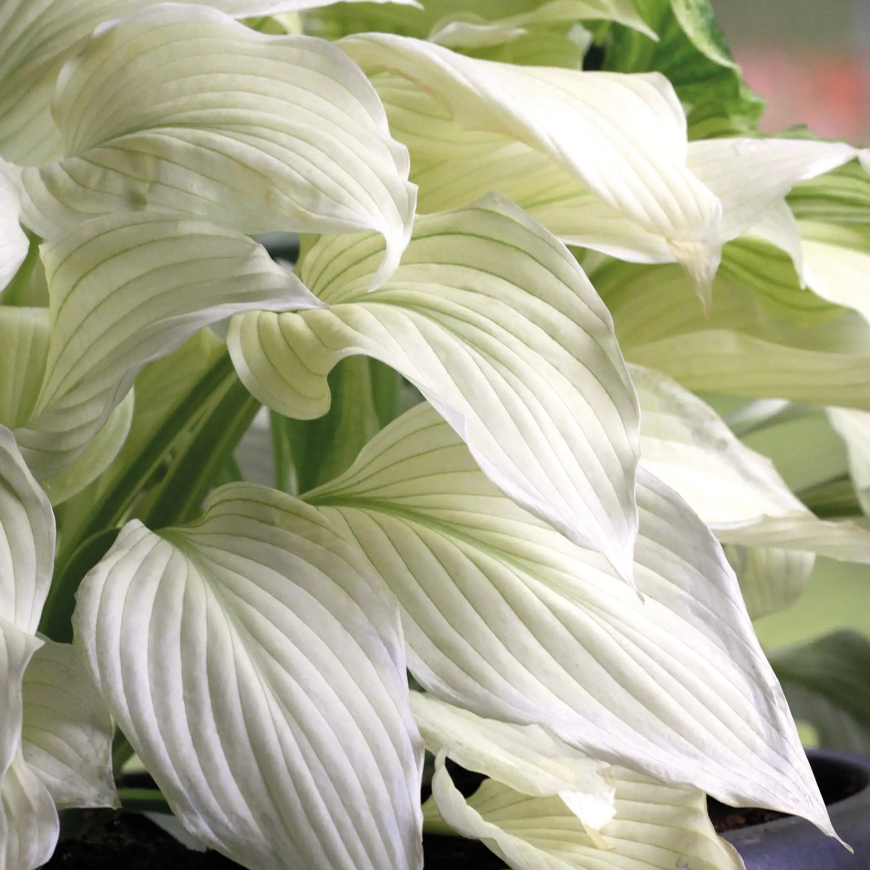 Hosta 'White Feather'