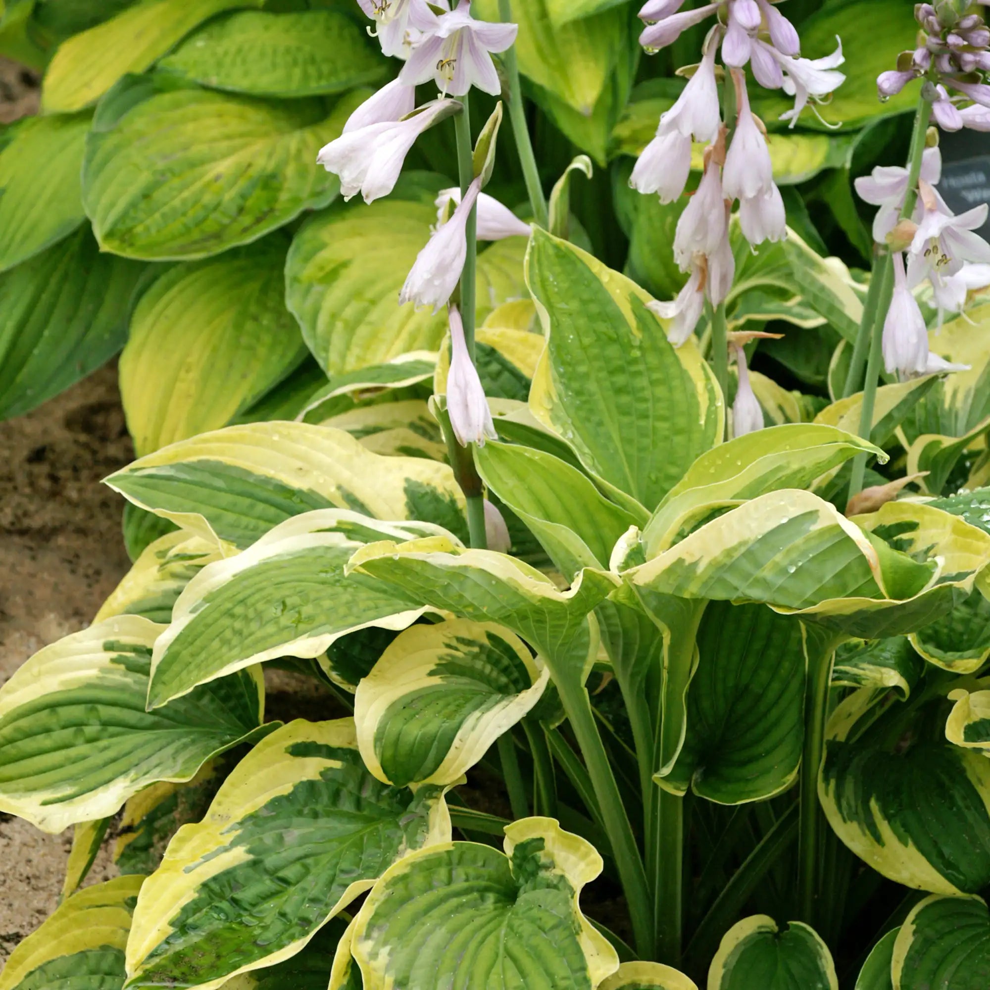 Hosta 'Wide Brim'