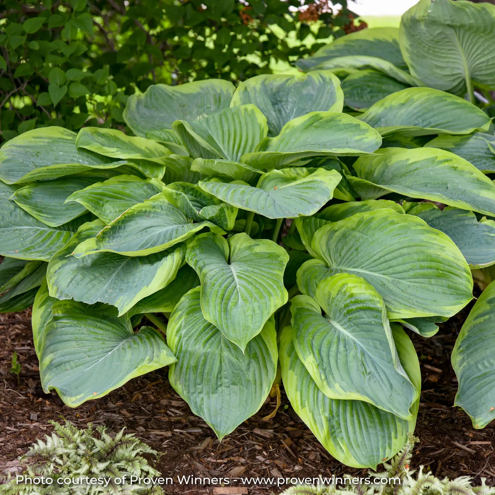Hosta Shadowland® 'Wu-La-La'
