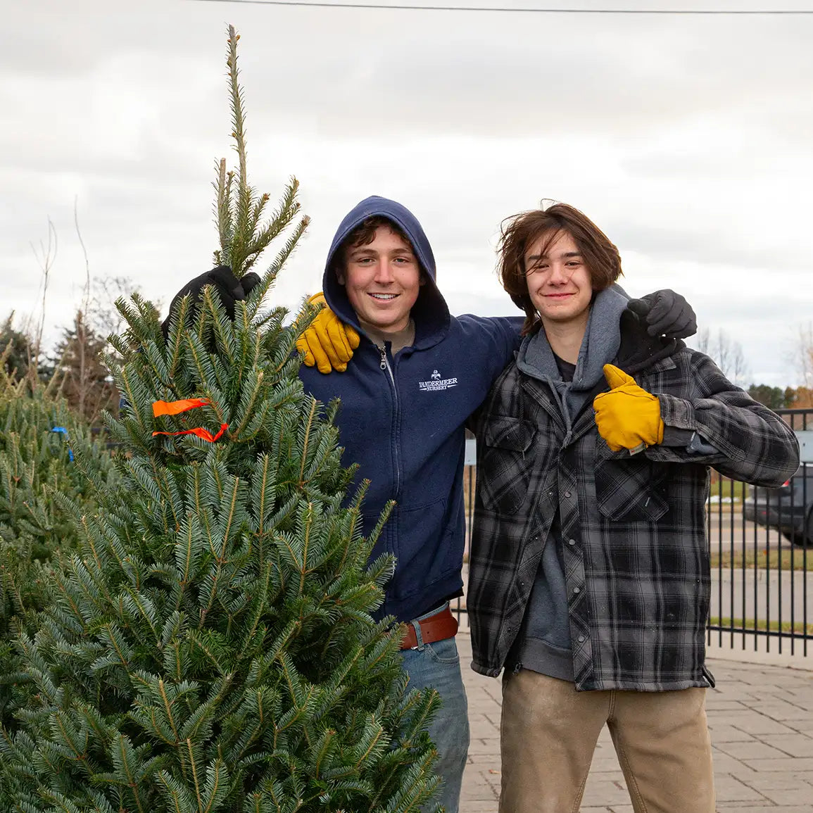 Two staff with arm around each other holding live christmas tree up.