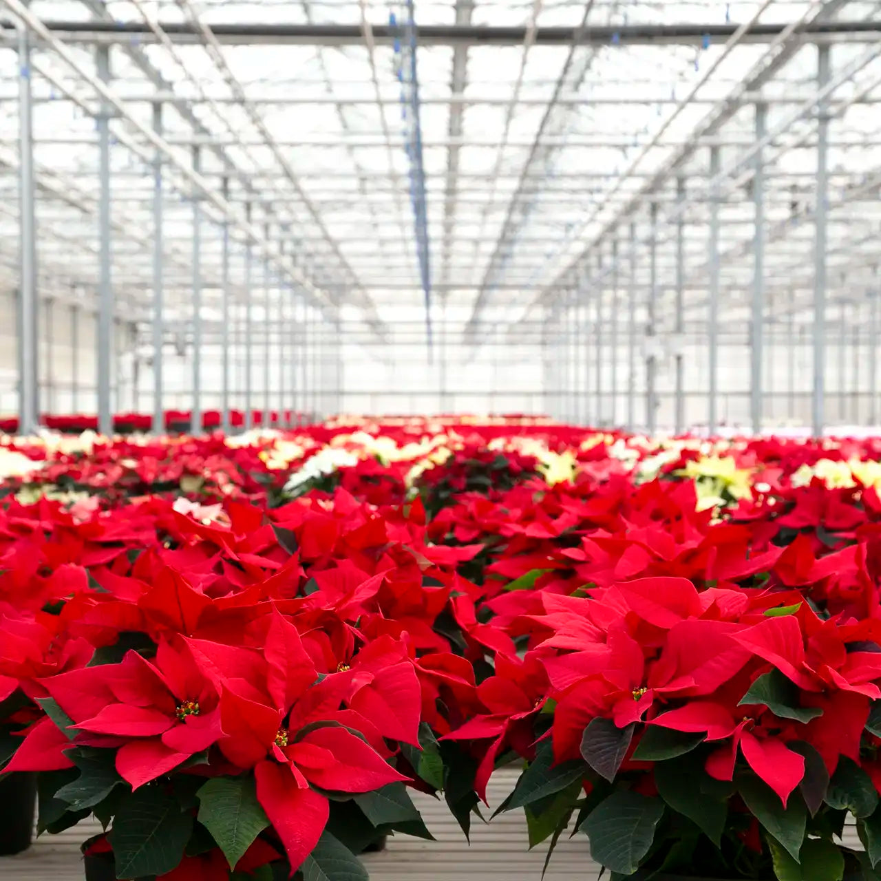 Row of red and white poinsettias in large production greenhouse setting
