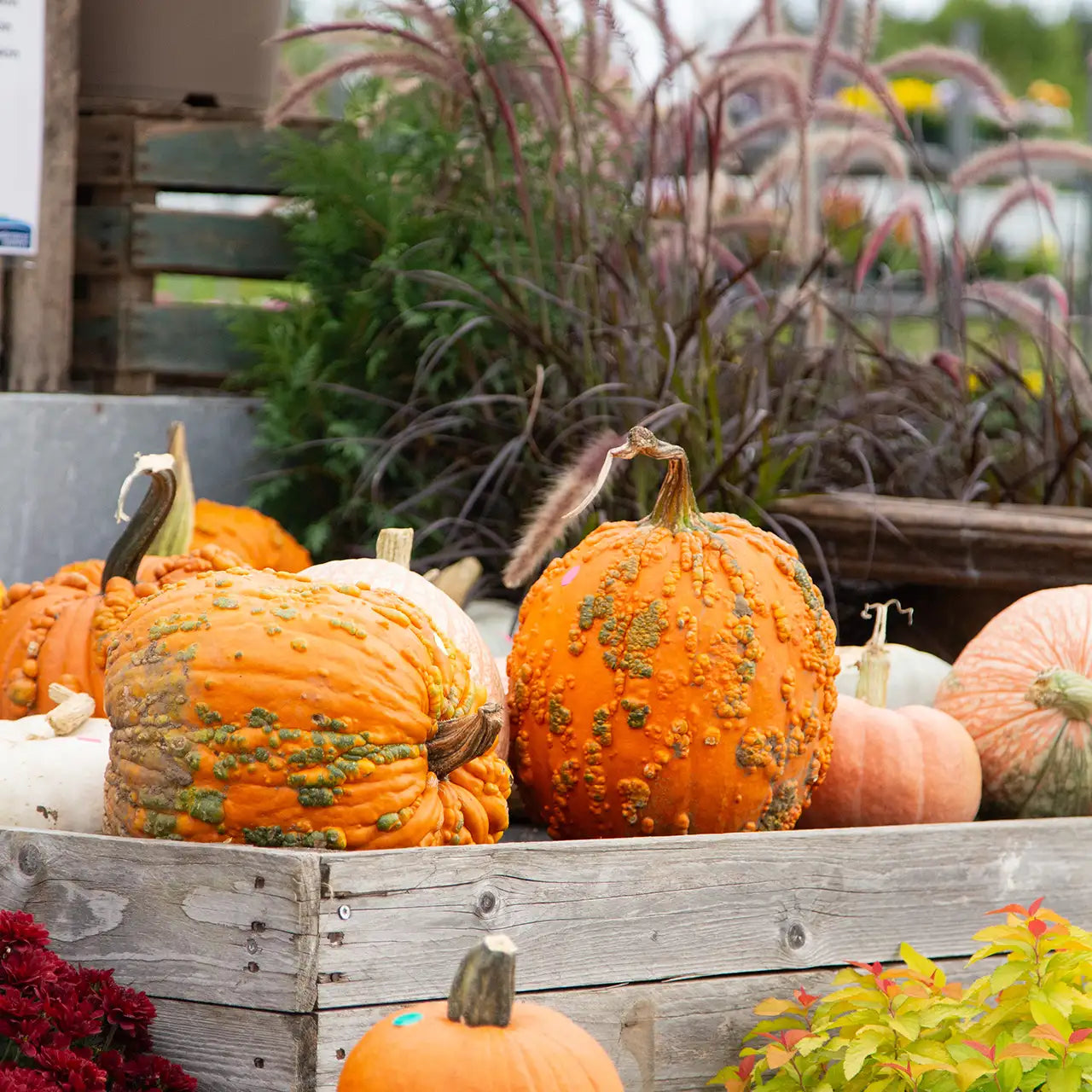 Warty pumpkins in a wooden crate with purple fountain grass in the background