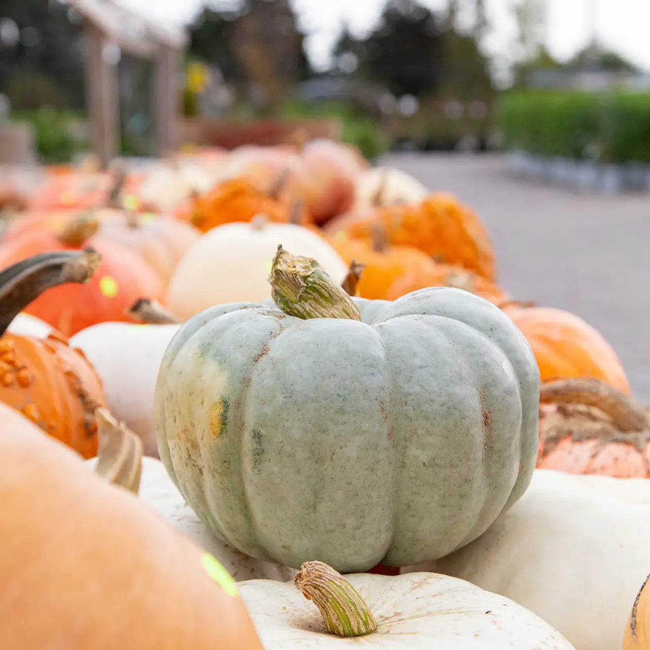 Bluey-grey pumpkin sitting on a blurry row of assorted styles of pumpkins outdoors at garden centre