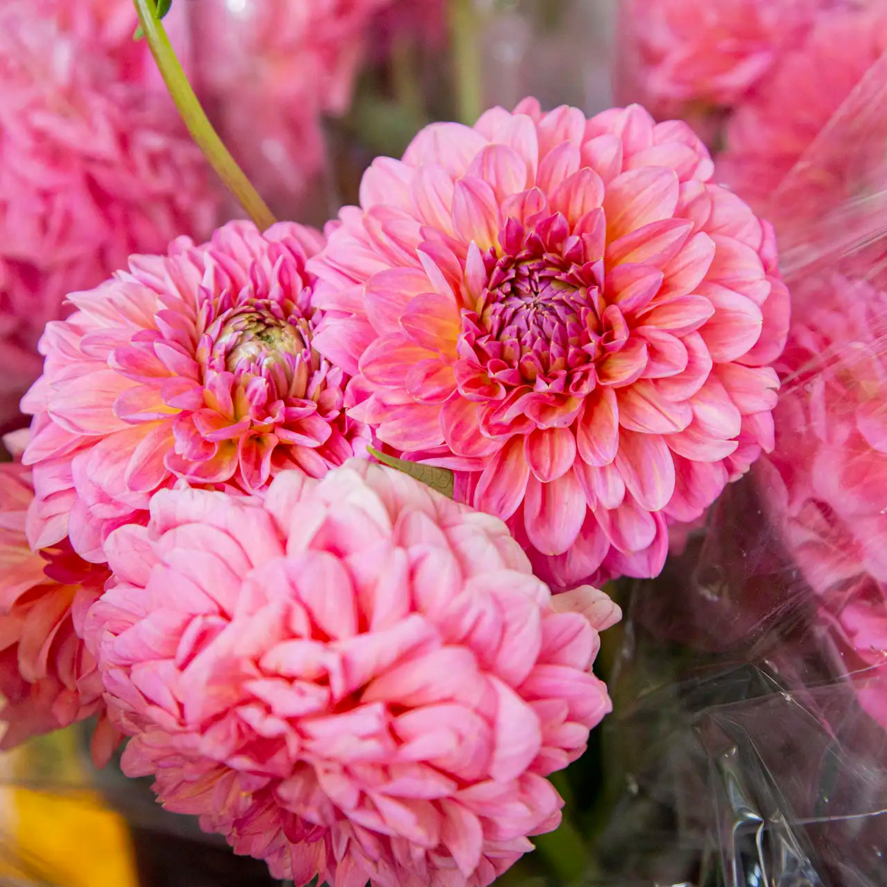 Bouquet of pink dahlias with a clear plastic sleeve.