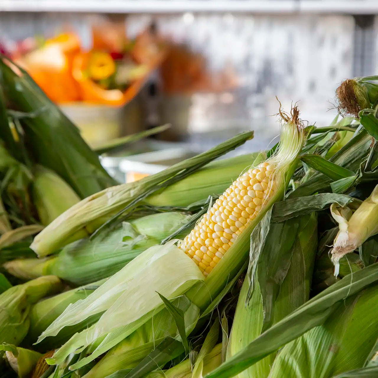 Fresh Peaches & Cream corn on the cob with husk half pulled down on top of pile of cobs.