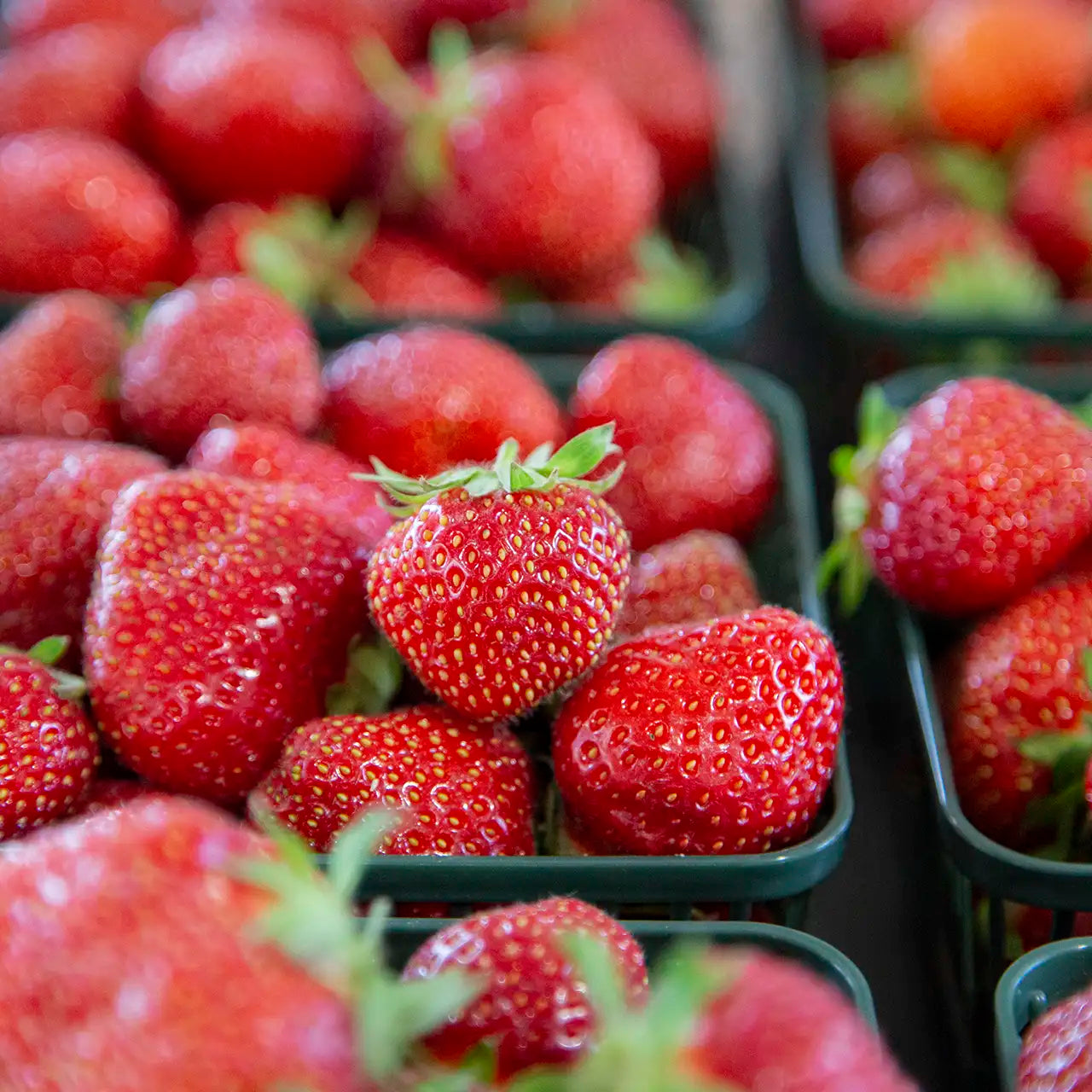 Close-up of fresh Ontario-grown strawberries in green mesh containers.