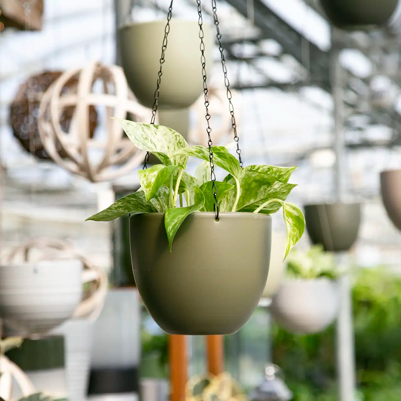 Hanging pothos in a green pot with blurred indoor plants and decor in the background