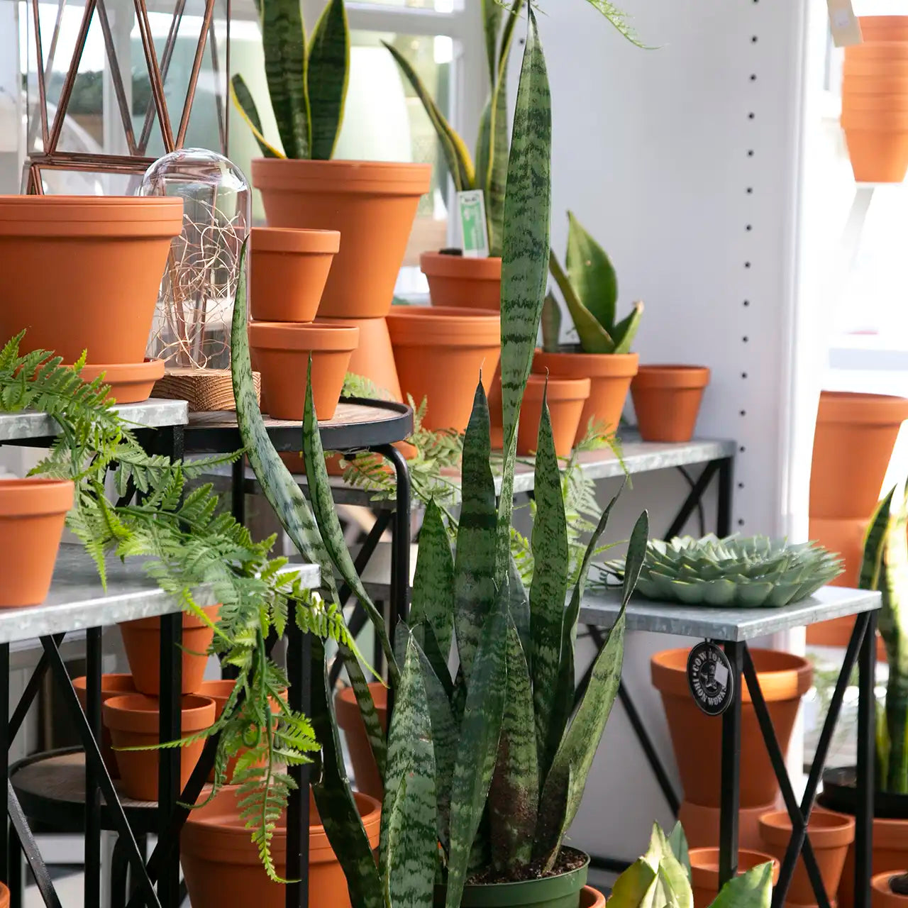 Snake plants in terracotta pots in a greenhouse on white display unit