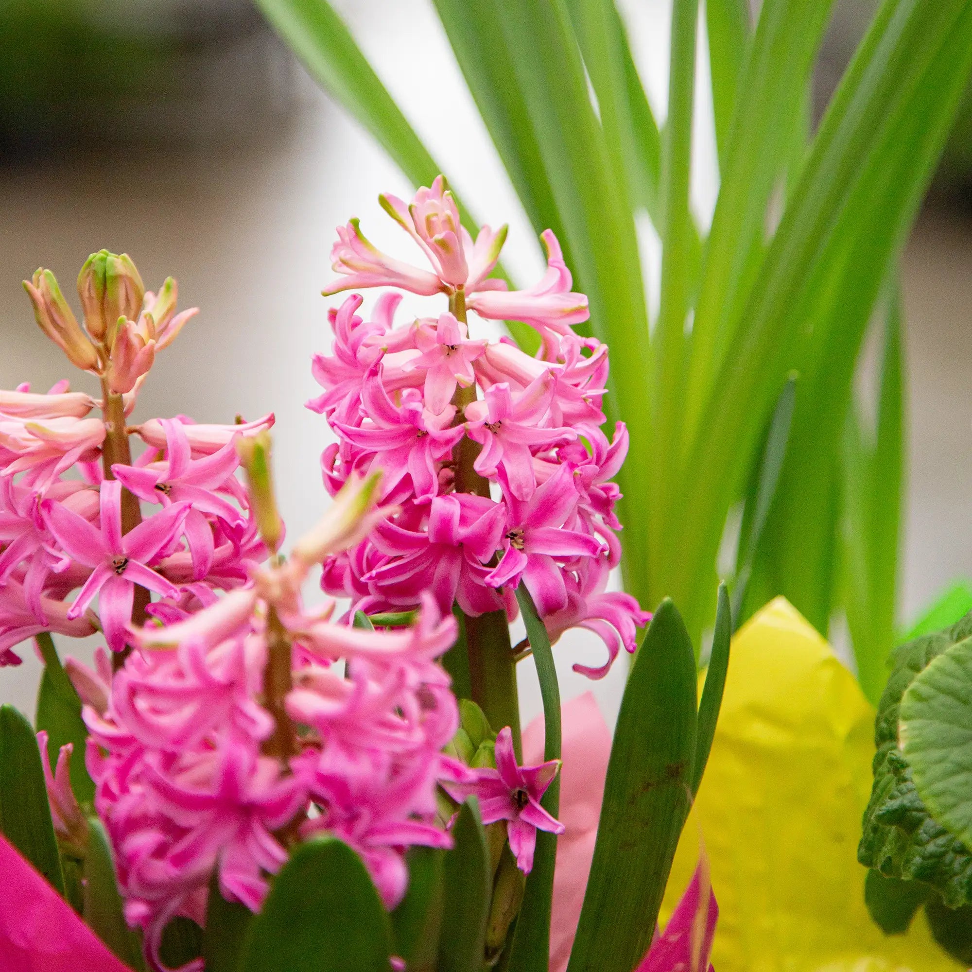 Hyacinth