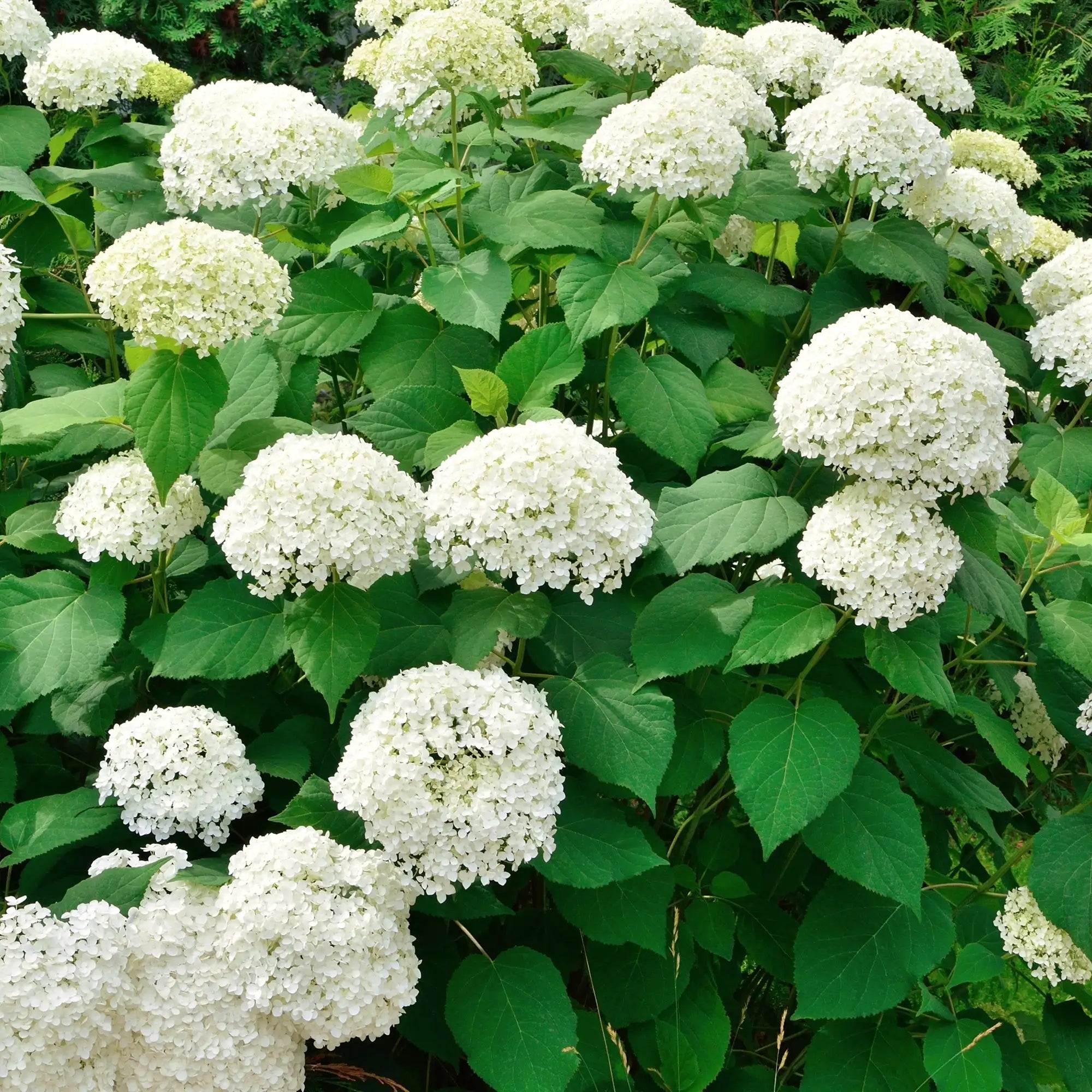 Annabelle Hydrangea with large white blooms