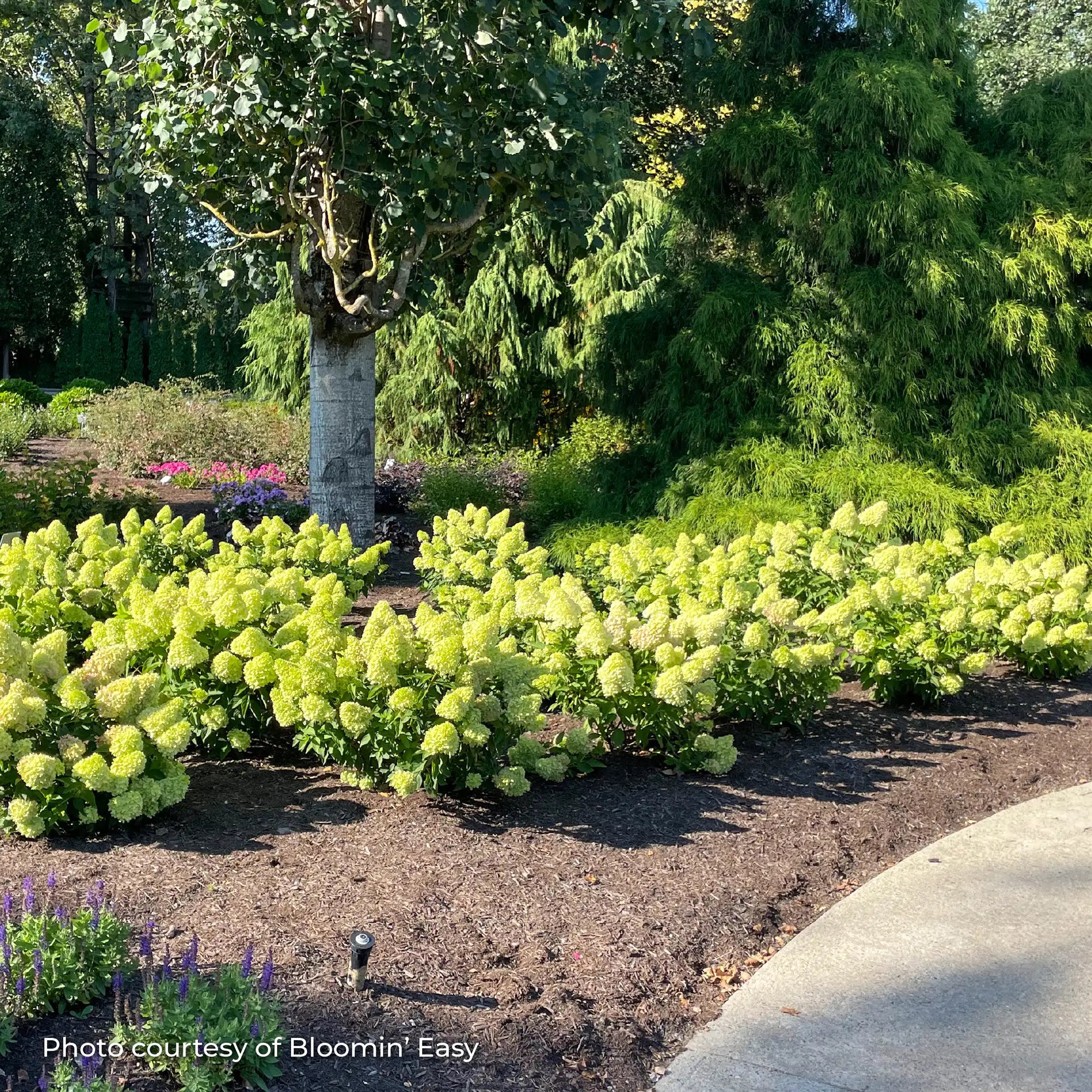 Hydrangea Panicle 'Dragon Baby™'