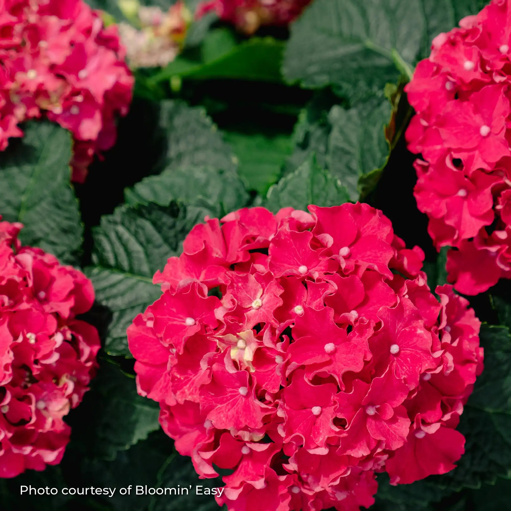 Hydrangea Bigleaf 'Frill Ride®'