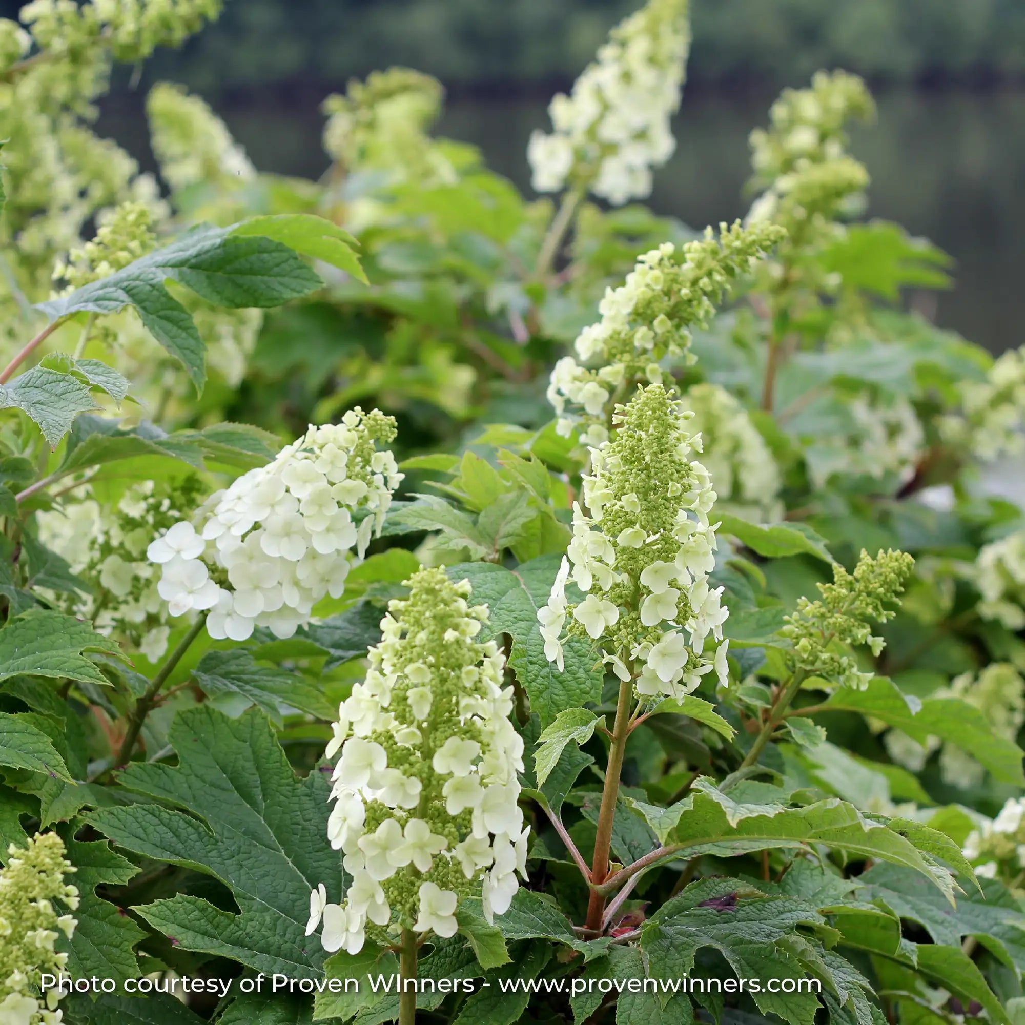 Hydrangea Oakleaf 'Gatsby Gal®'