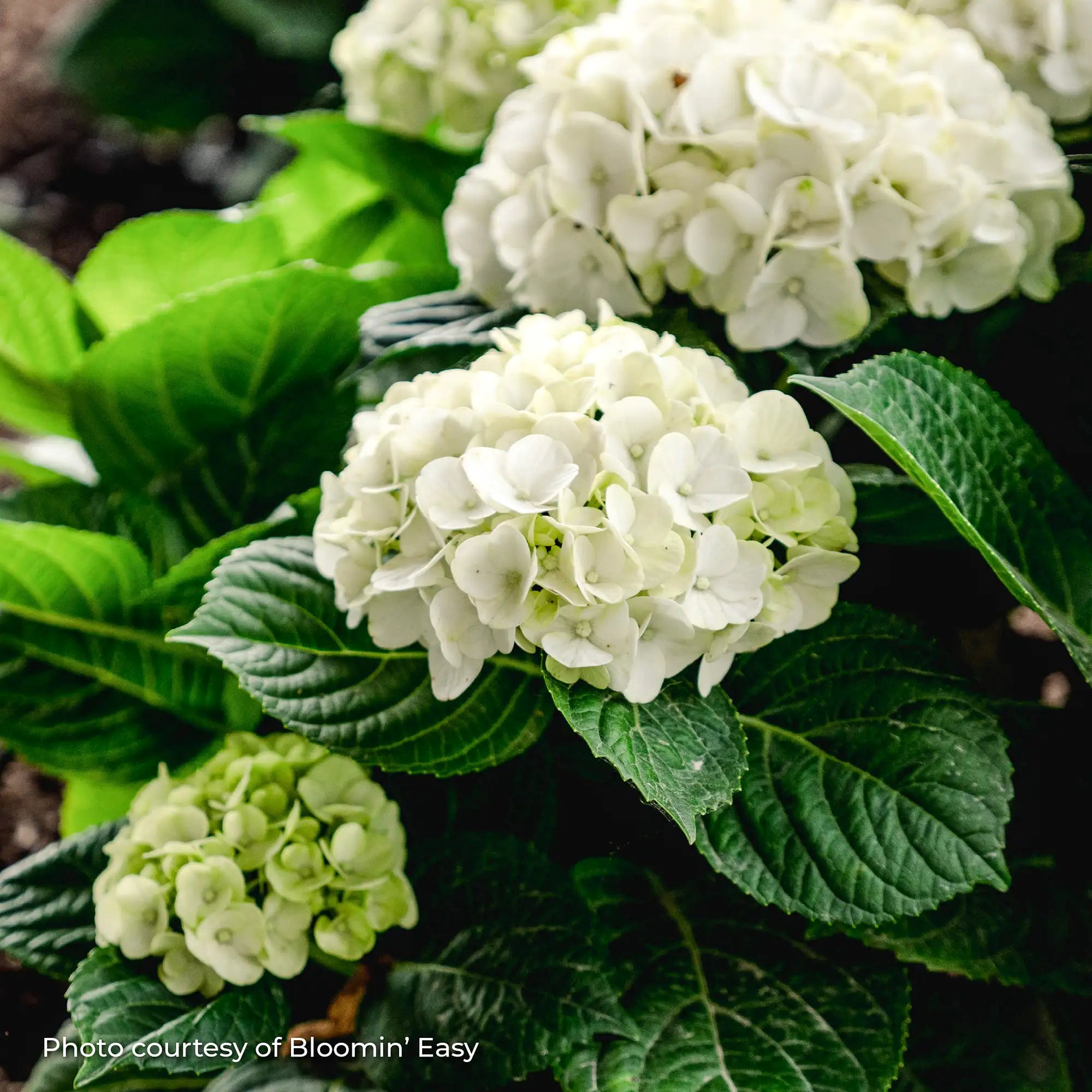 Hydrangea Bigleaf 'Grin and Tonic™'