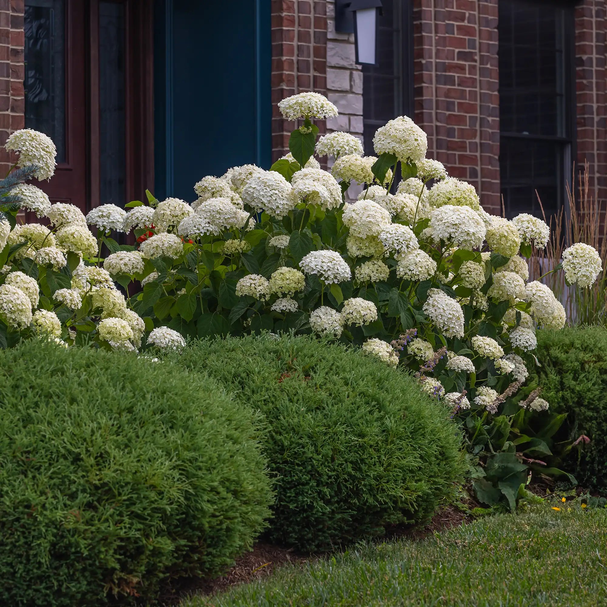 Incrediball Hydrangea in a garden with large white flowers