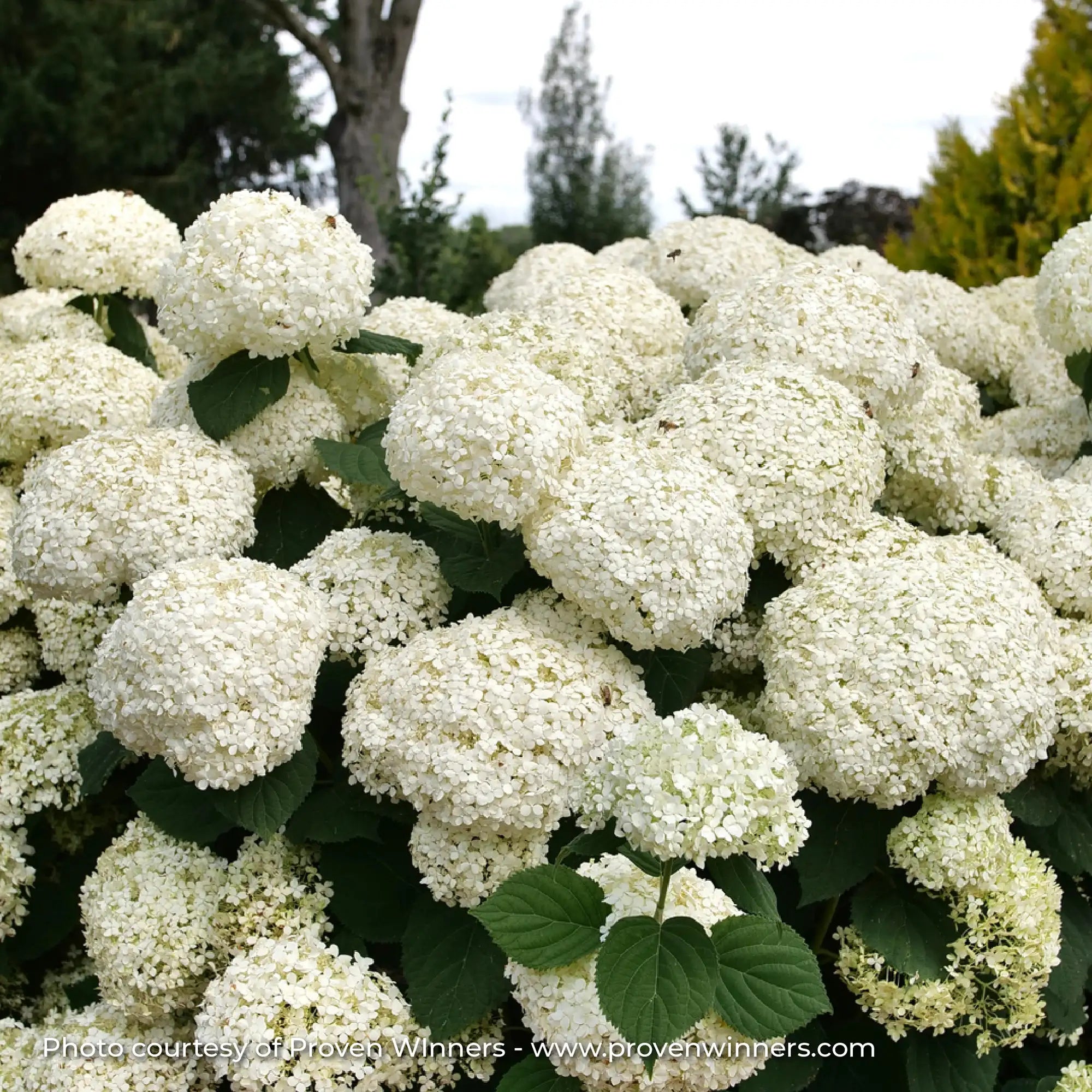 Hydrangea Smooth 'Incrediball Storm Proof™'