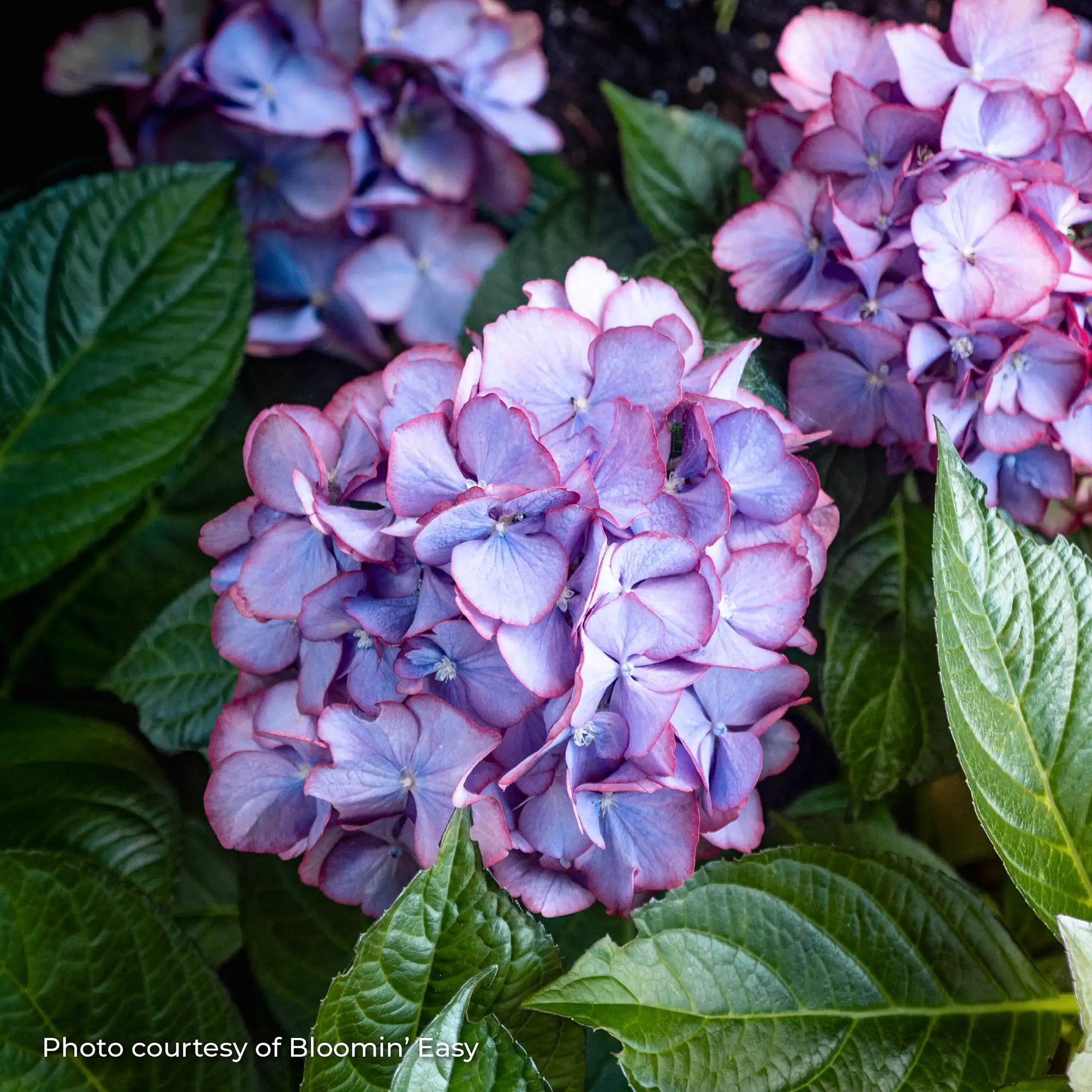 Hydrangea Bigleaf 'Kimono™'