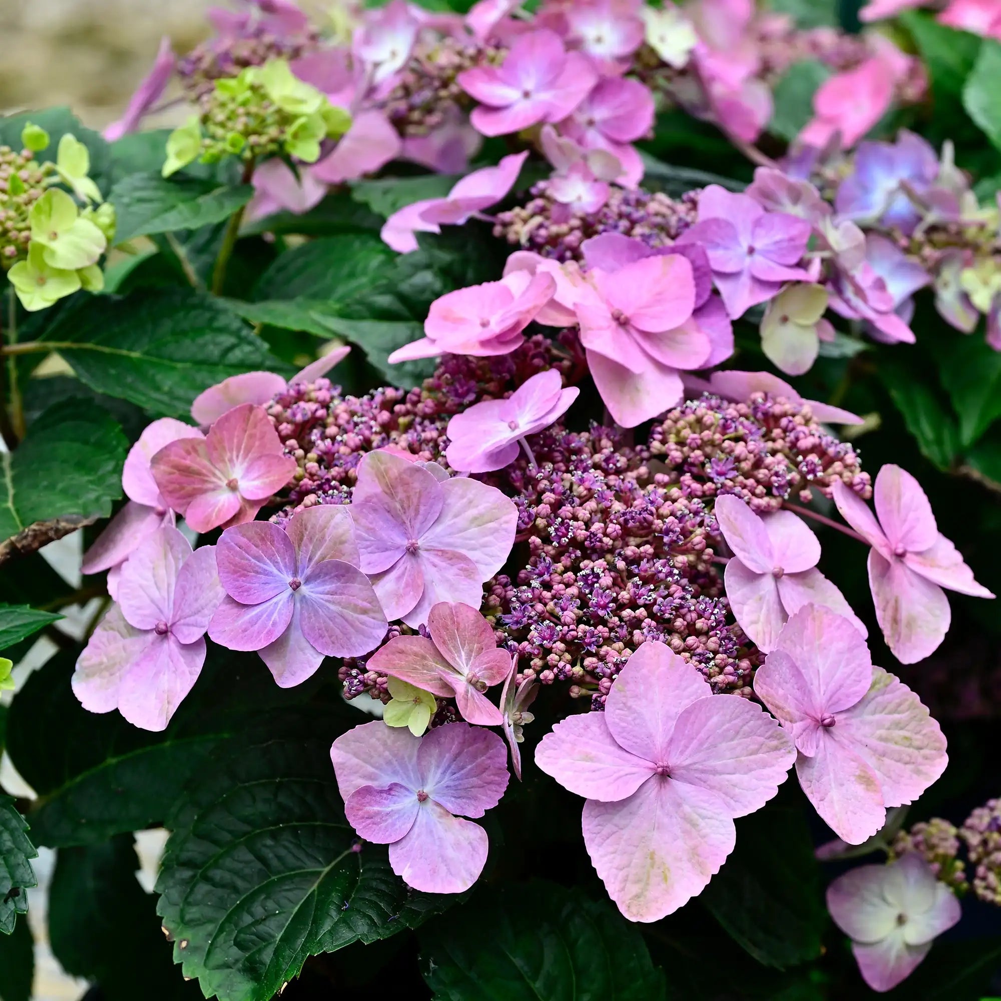 Pop Star Hydrangea Flowers in Pink