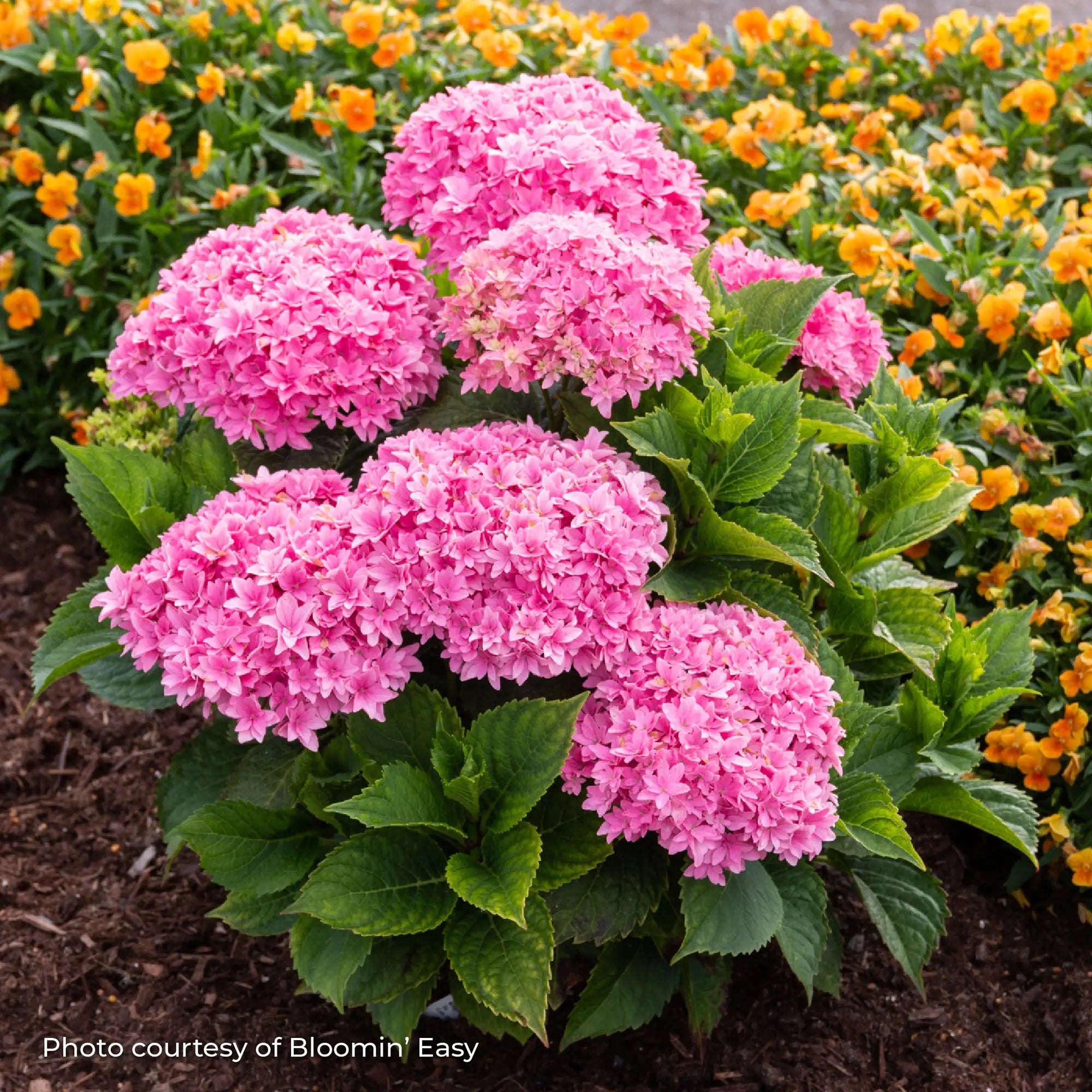 Hydrangea Bigleaf 'Starfield™'