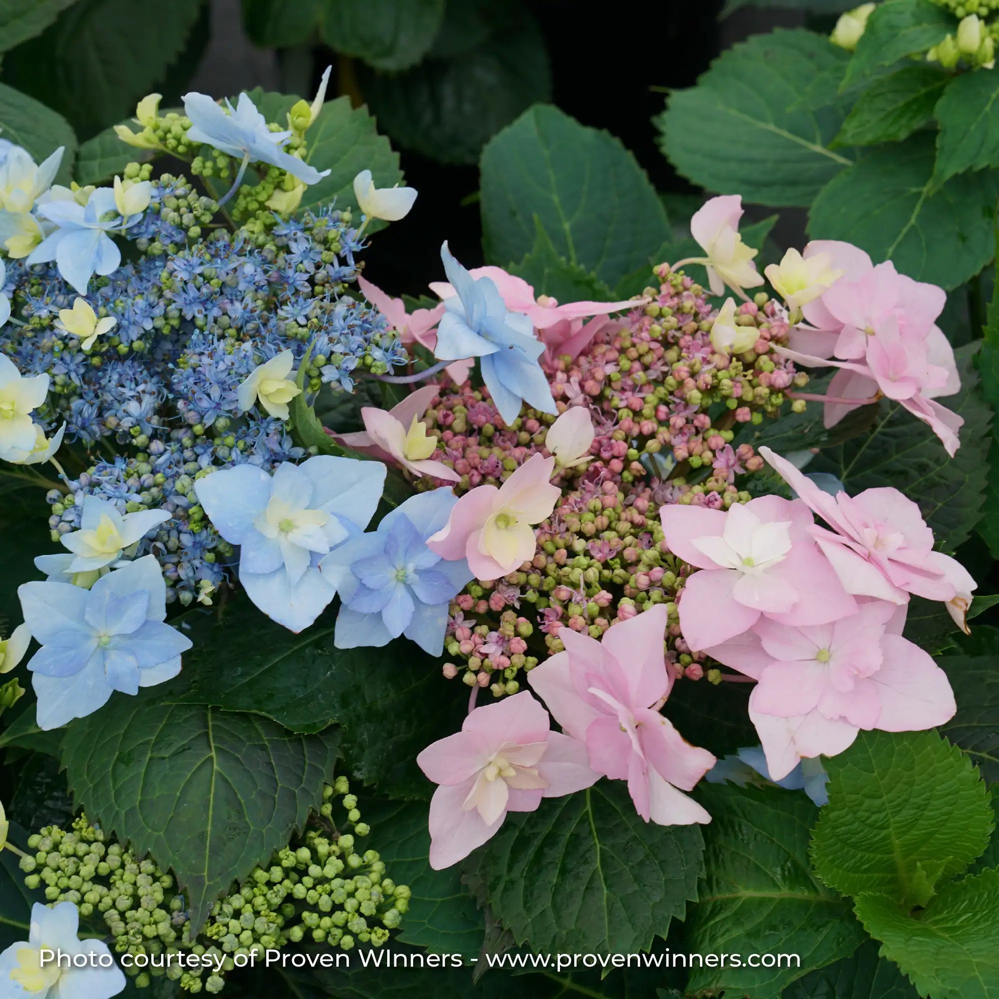 Hydrangea Mountain 'Tuff Stuff Ah-Ha®'