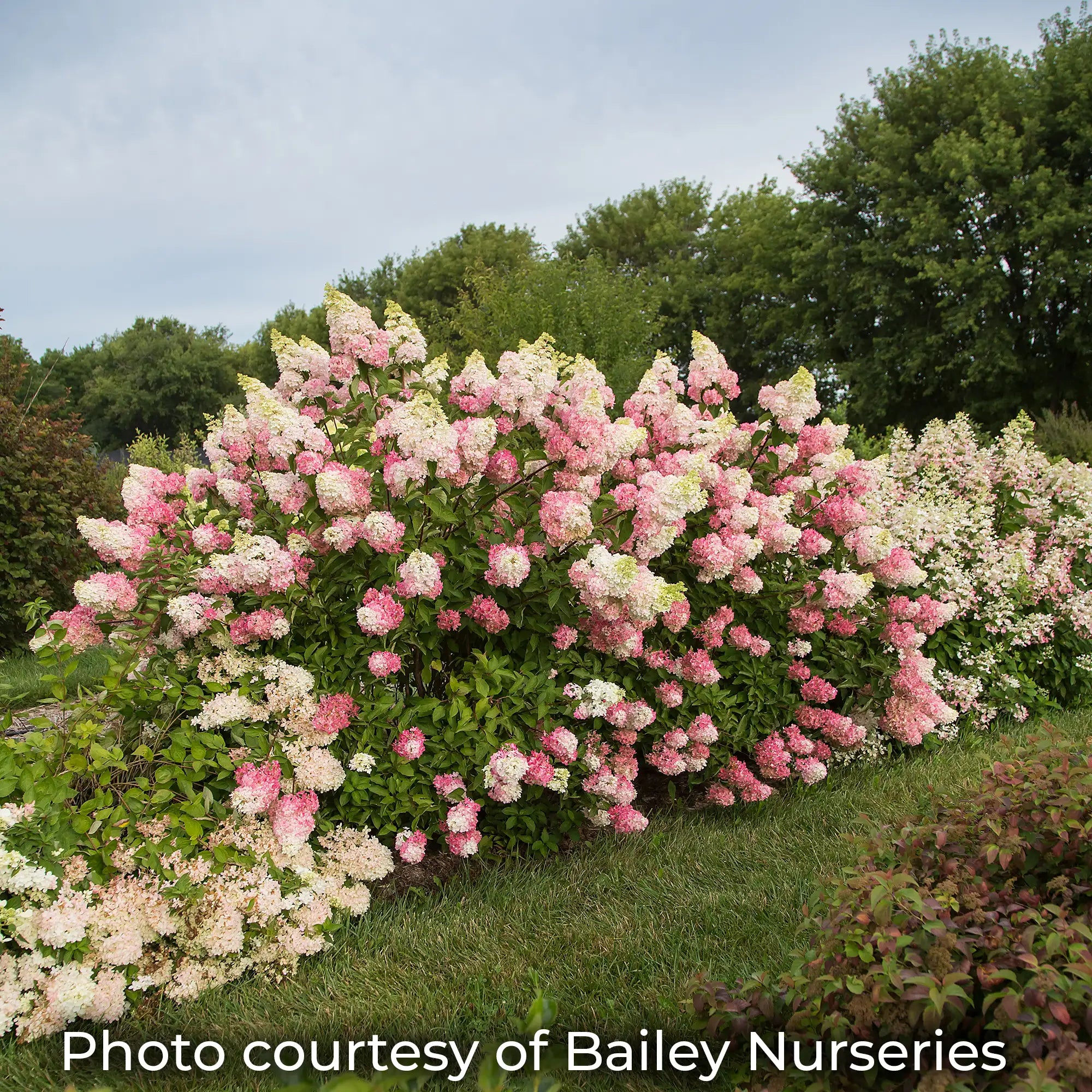 Berry White Hydrangea with white flowers just starting to turn pink