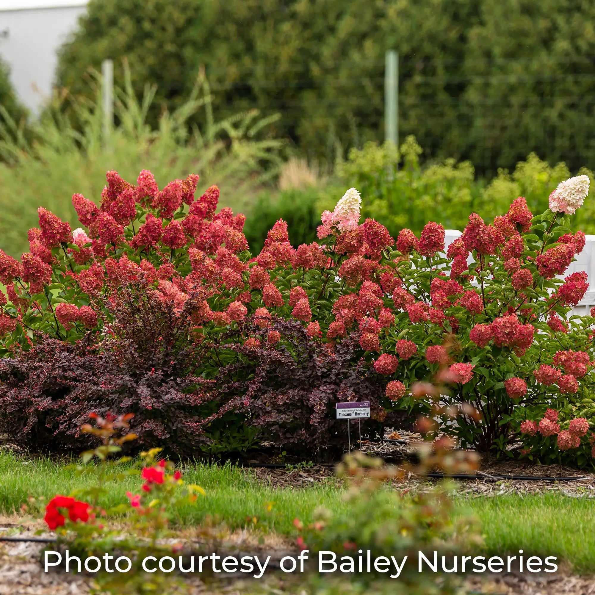 Berry White Hydrangea with dark pink flowers in a garden