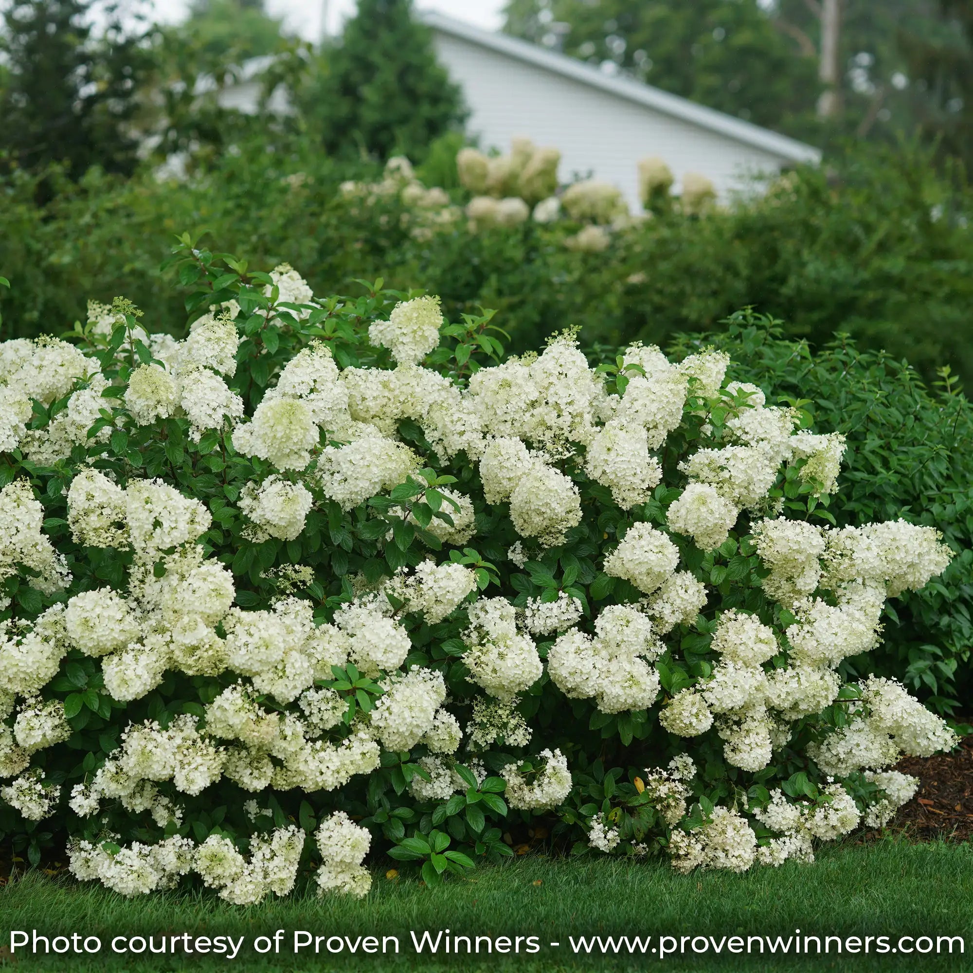 Bobo hydrangea in a garden with white flowers