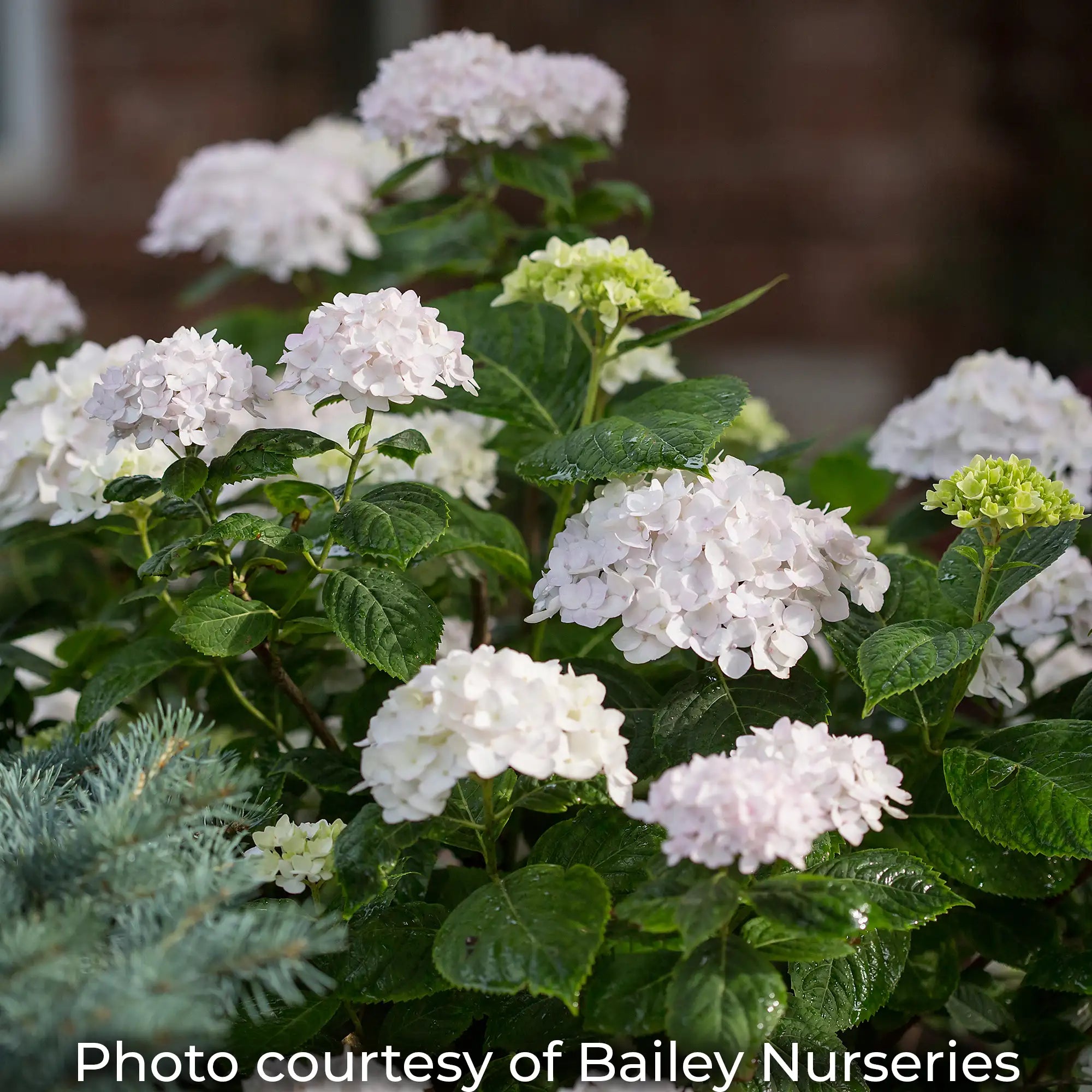 Blushing Bride Hydrangea with pure white flowers