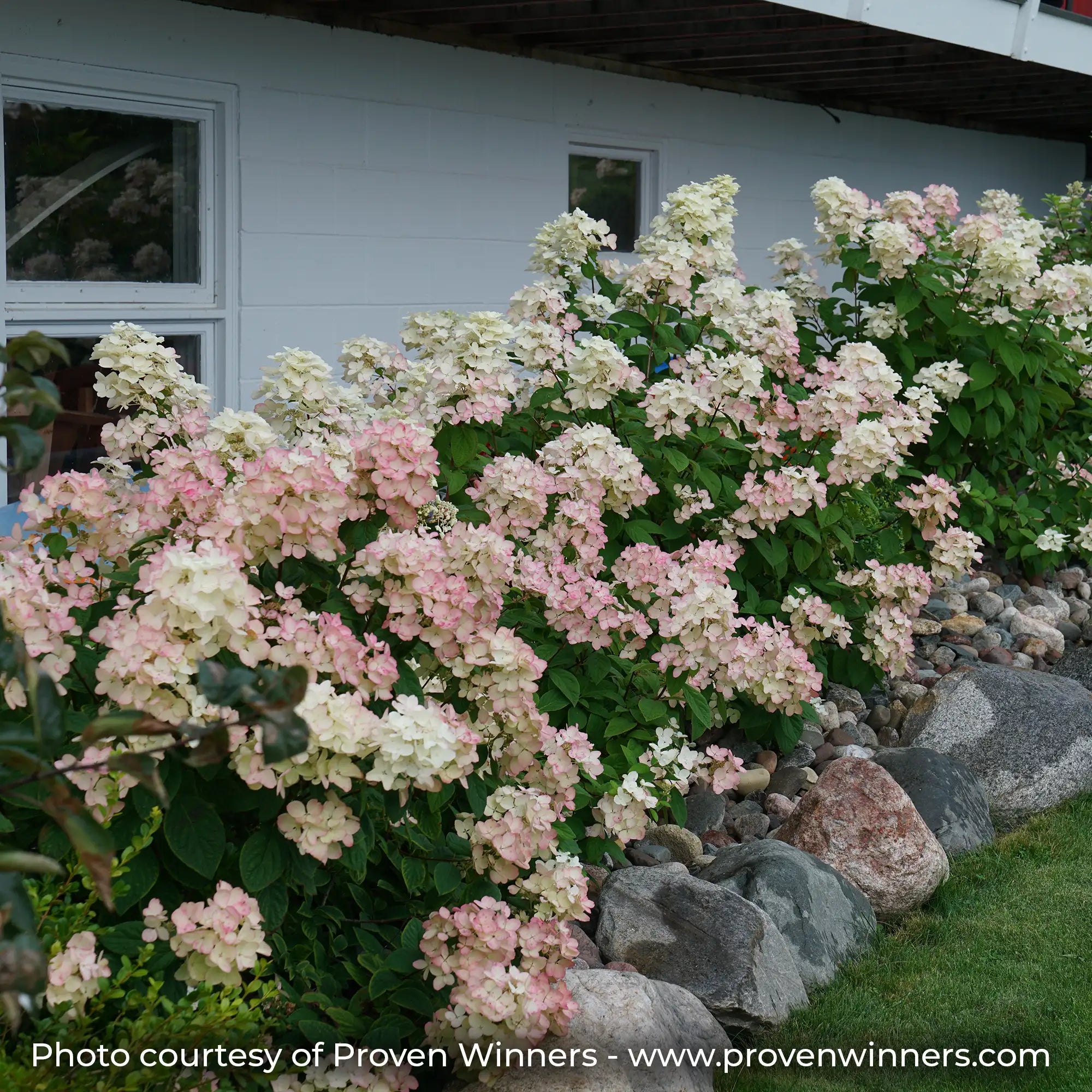 Fire Light Hydrangea with white and pink flowers