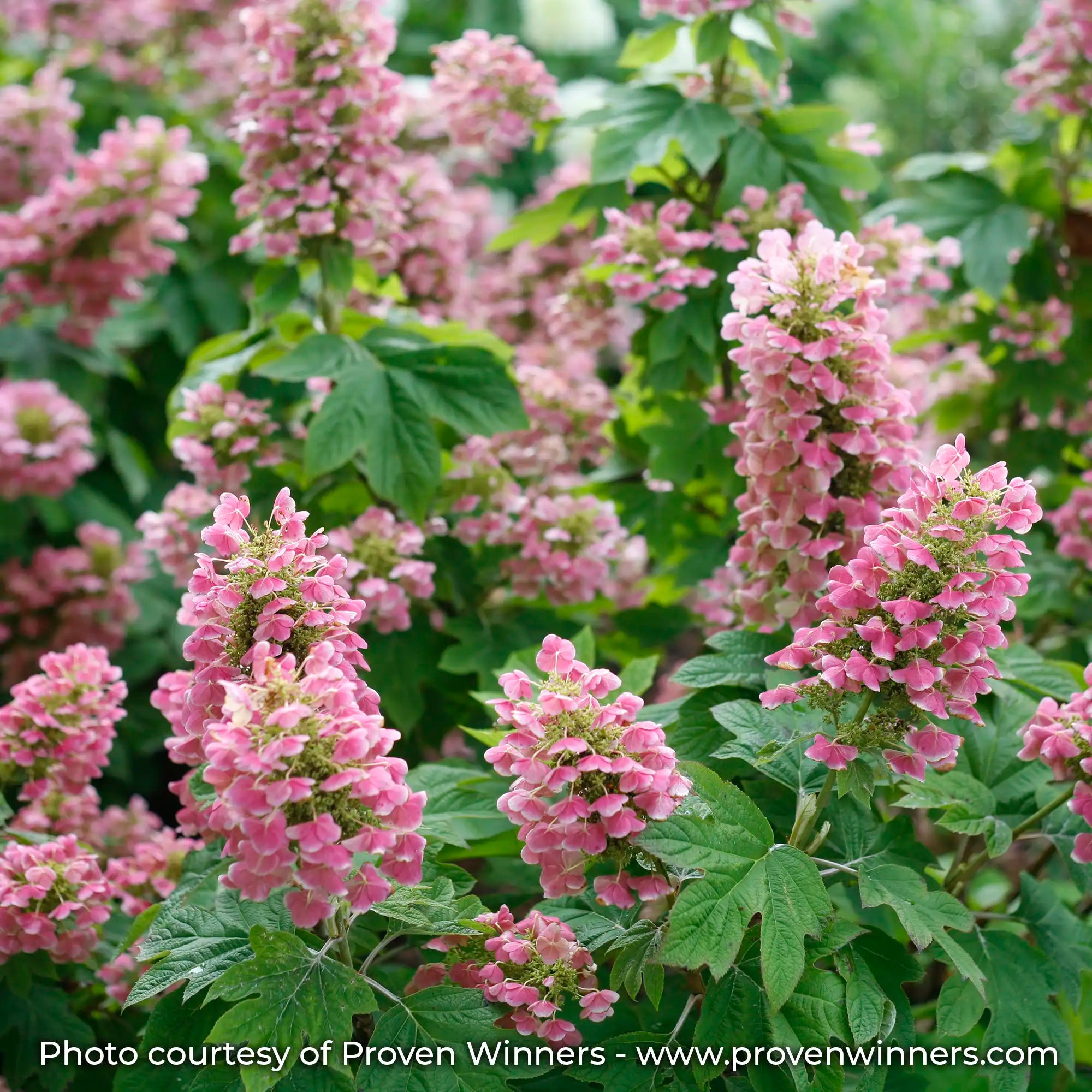 Gatsby Pink Hydrangea with lacecap pink flowers