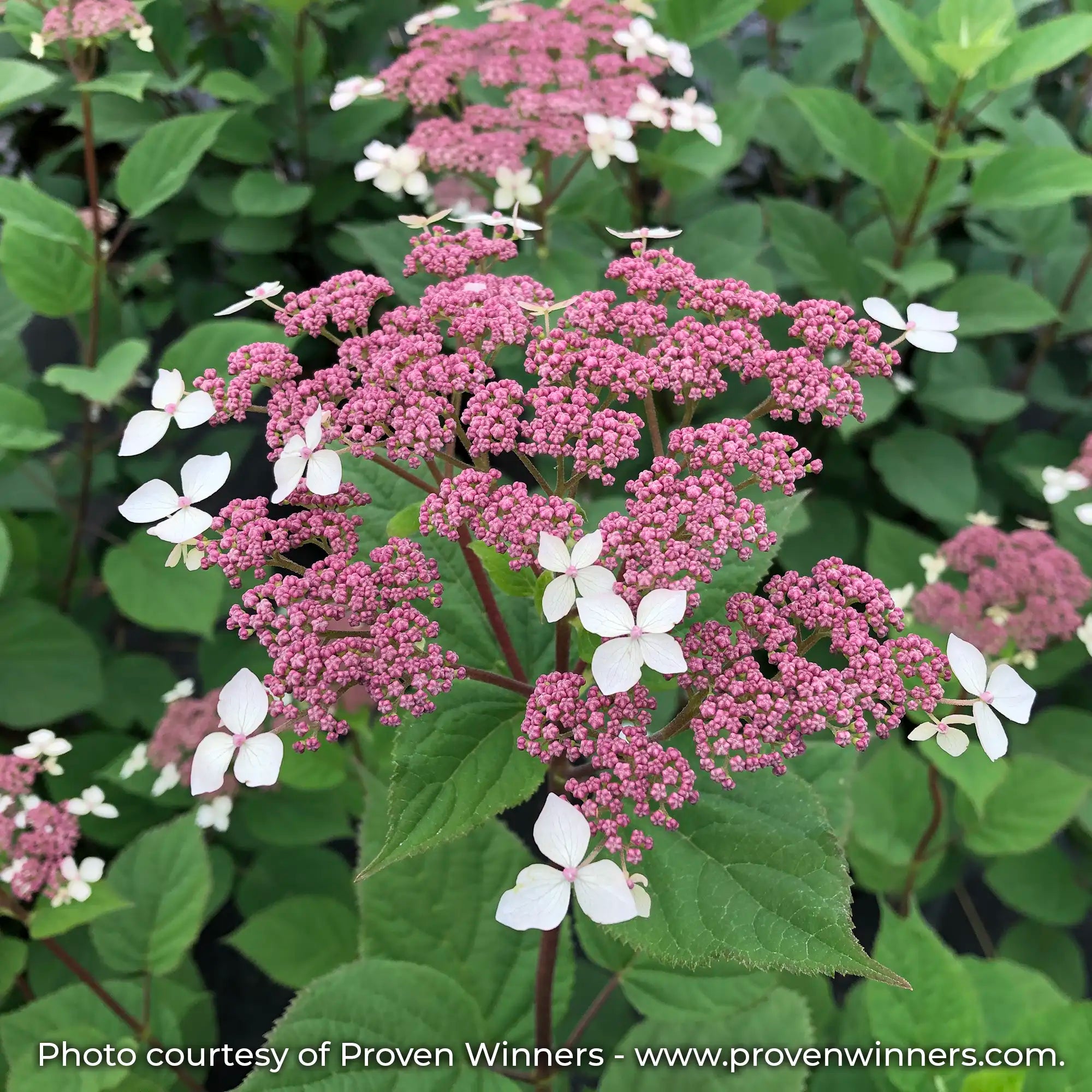 Invincibelle Lace Hydrangea with pink and white flowers