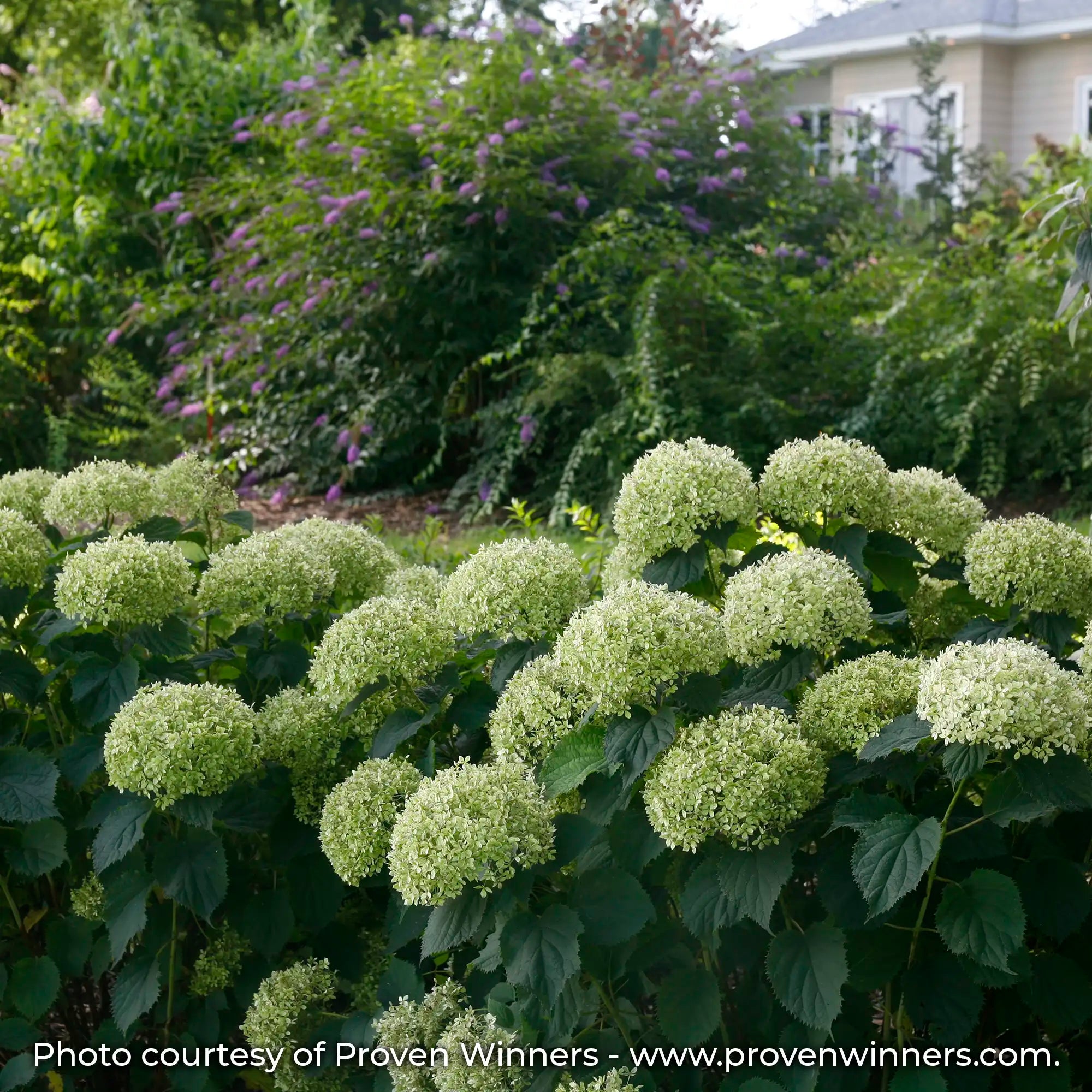 Invincibelle Limetta Hydrangea with green flowers in a garden