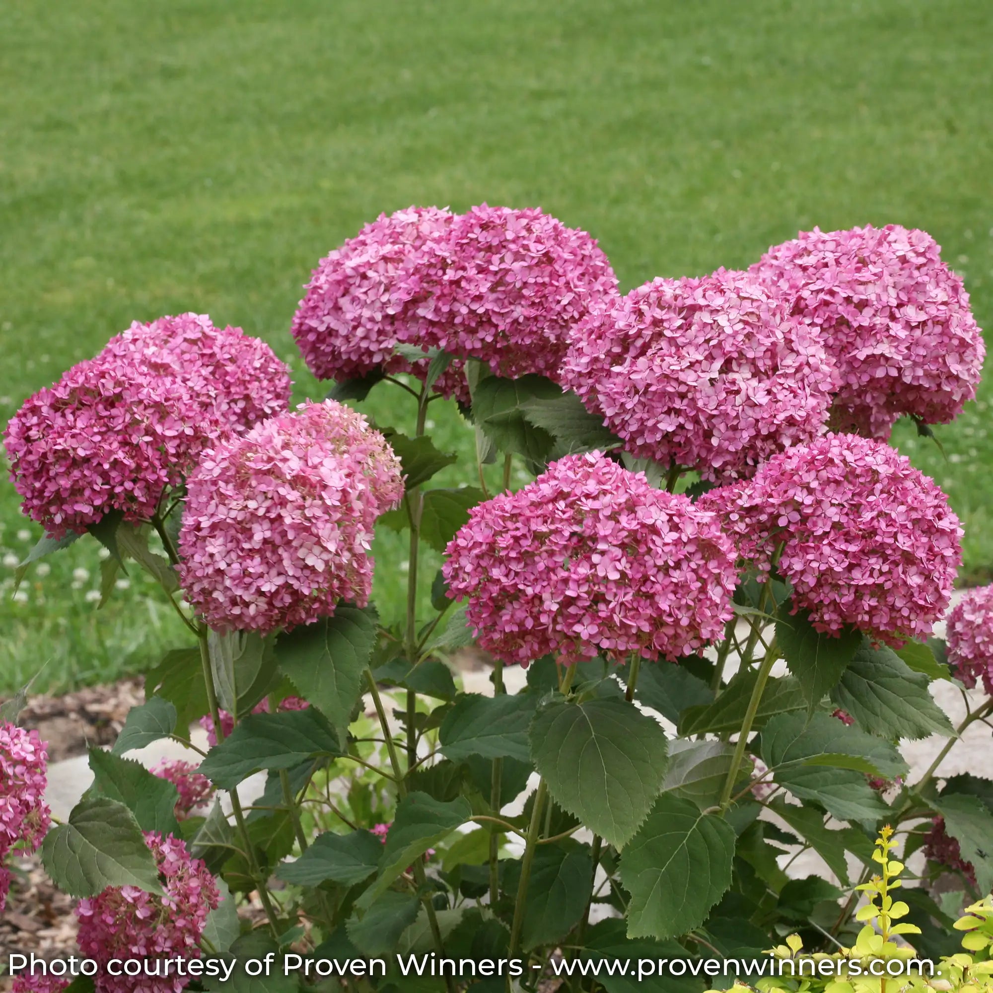 Invincibelle Mini Mauvette Hydrangea with pink flowers in a garden