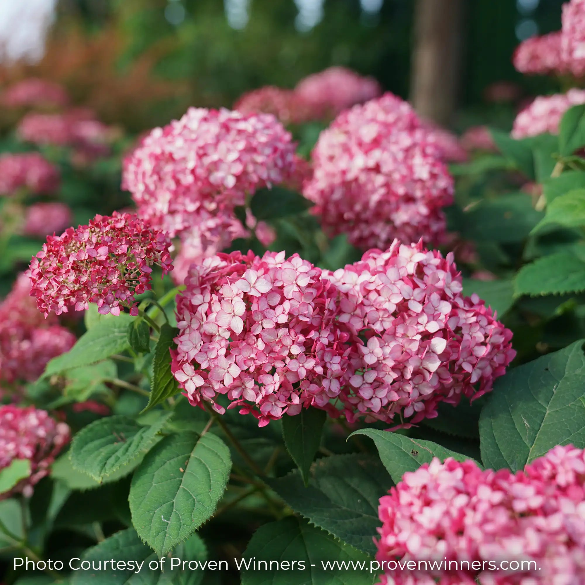 Invincibelle Ruby Hydrangea with dark pink flowers