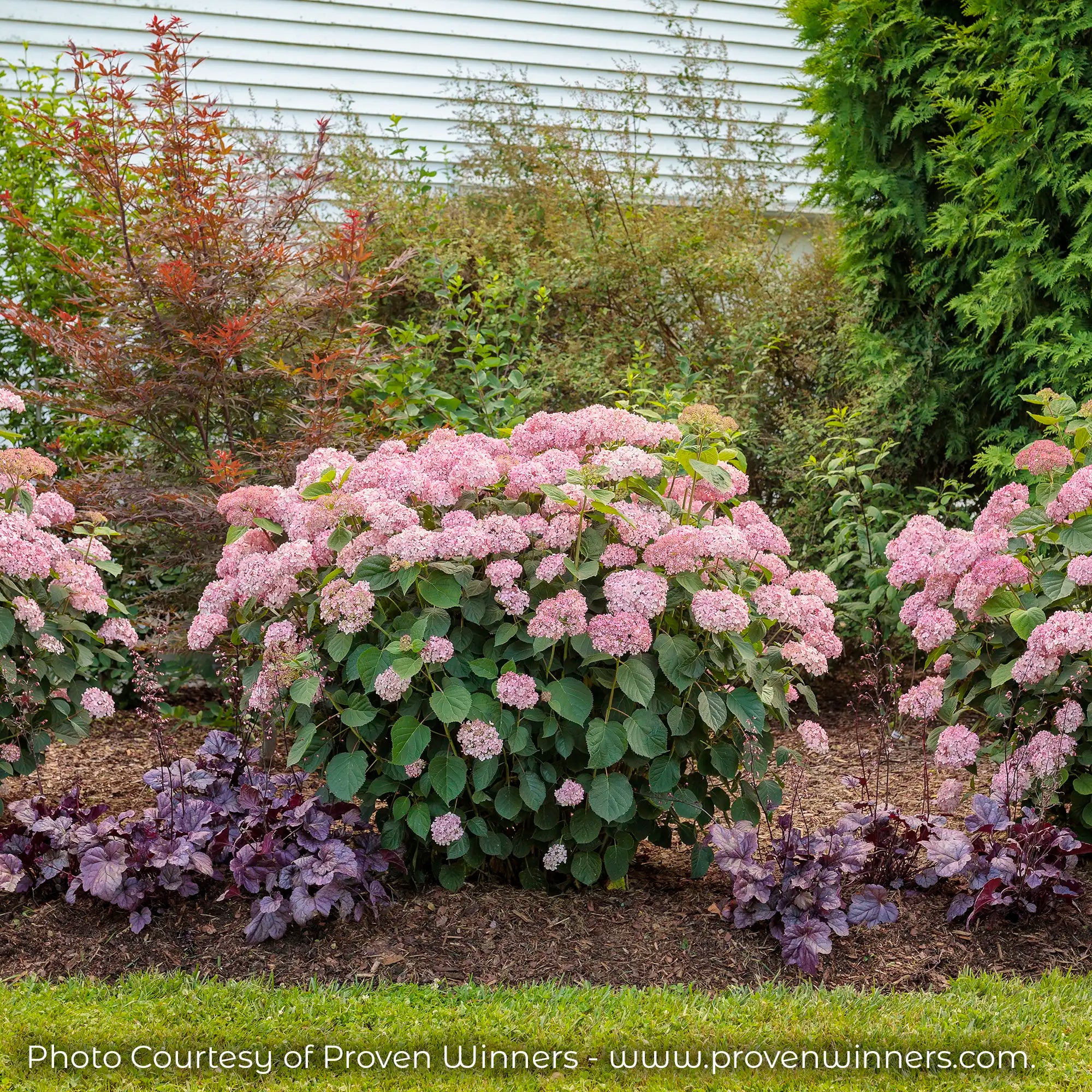 Invincibelle Spirit II Hydrangea with pink flowers in a garden alongside Heuchera