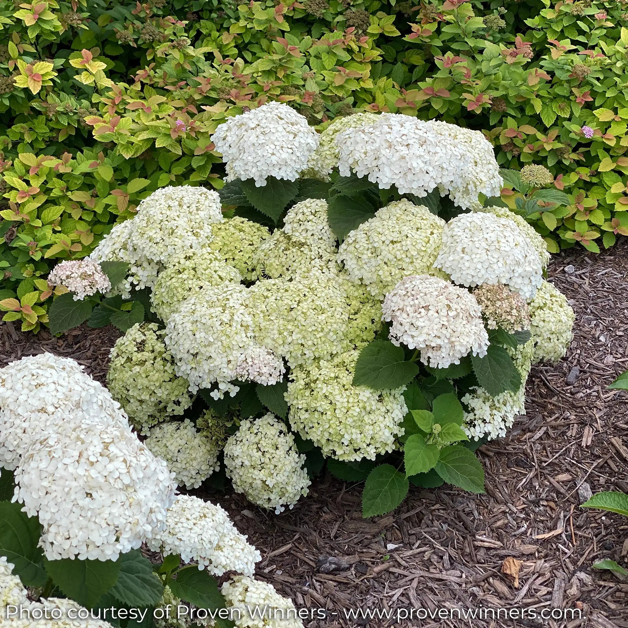 Invincibelle Wee White Hydrangea with white and lime flowers and Spirea in the background