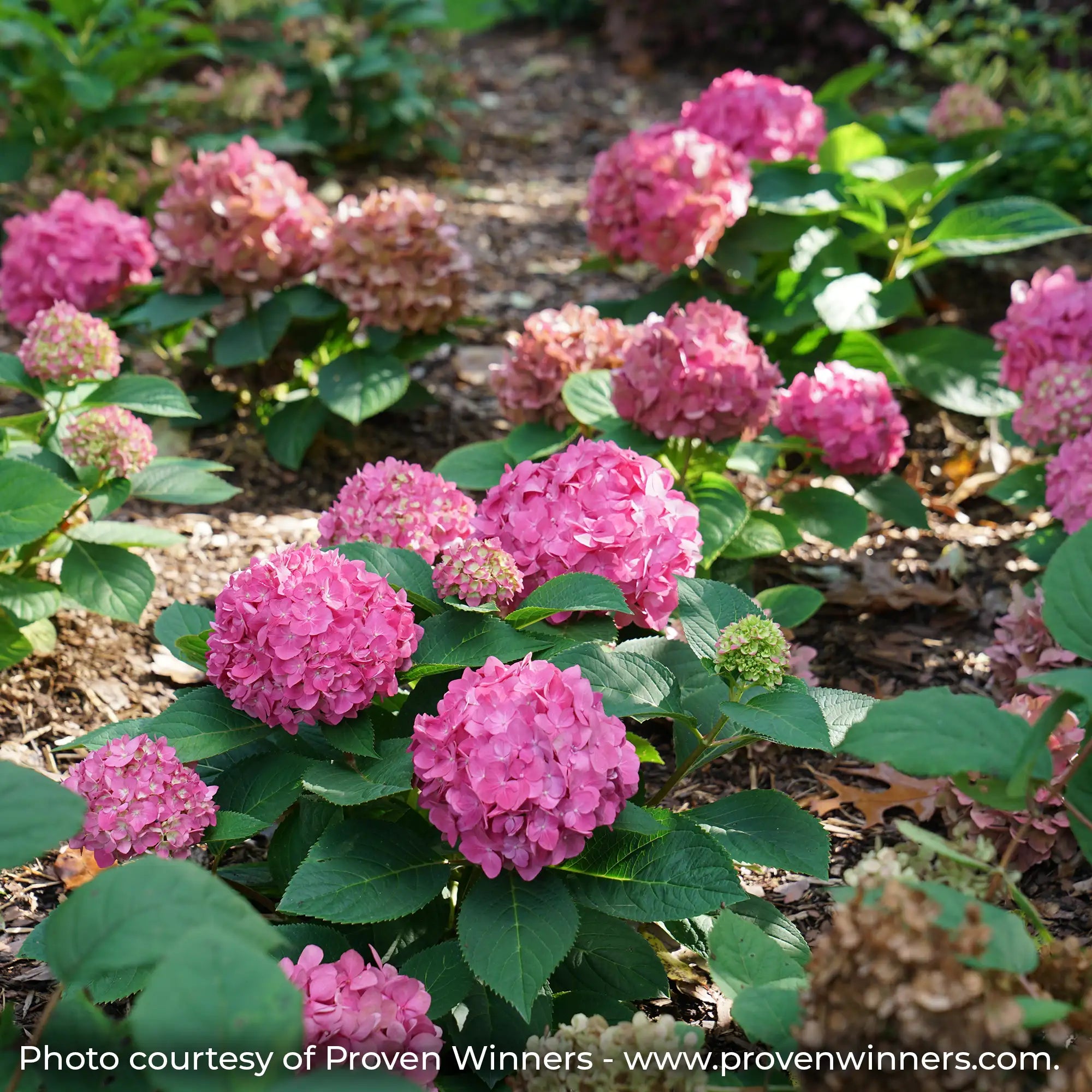 Let's Dance Arriba Hydrangea with pink flowers in a garden